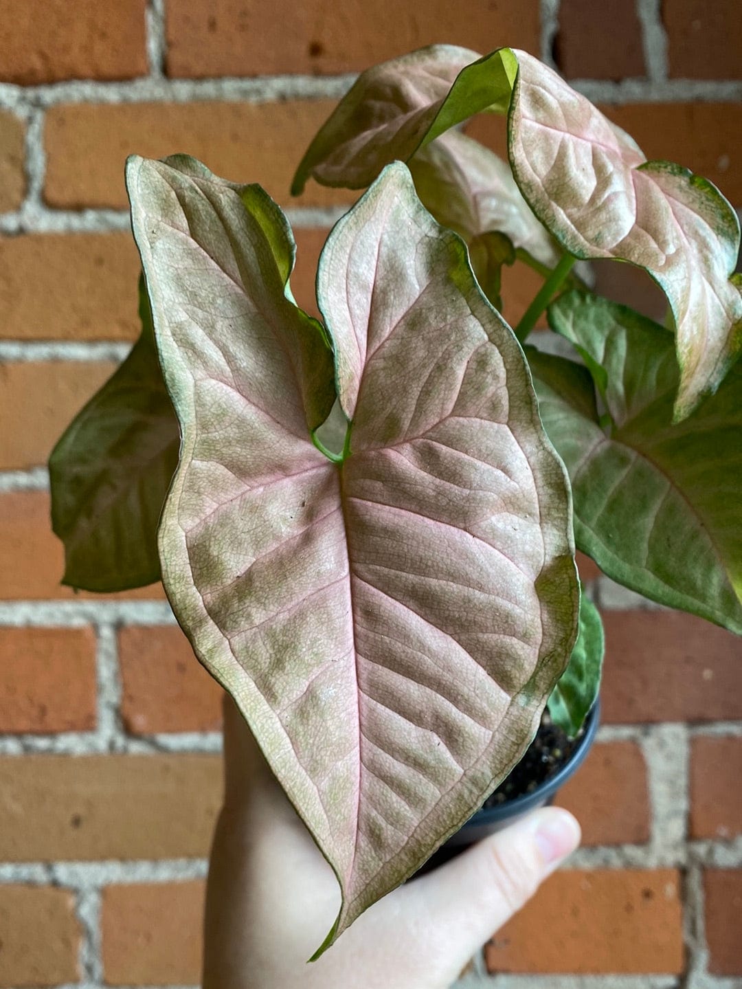 Plant Goals Plant Shop 4" Nephthytis Strawberry Cream
