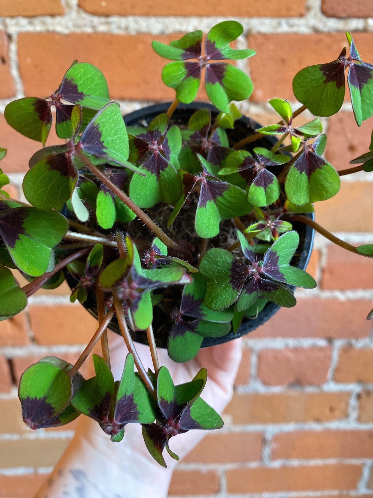 Plant Goals Plant Shop 4" Oxalis Iron Cross