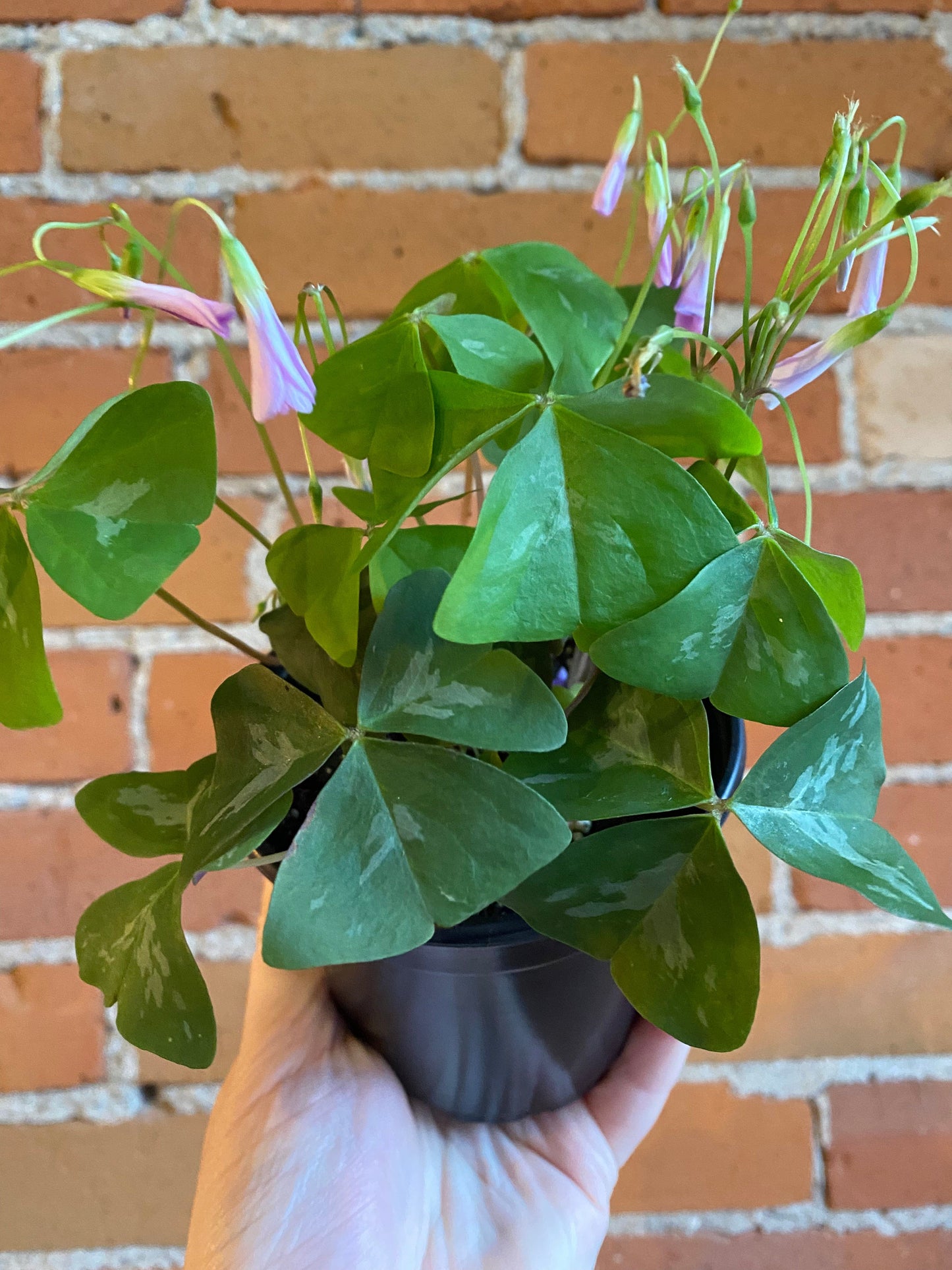 Plant Goals Plant Shop 4" Oxalis Lavender
