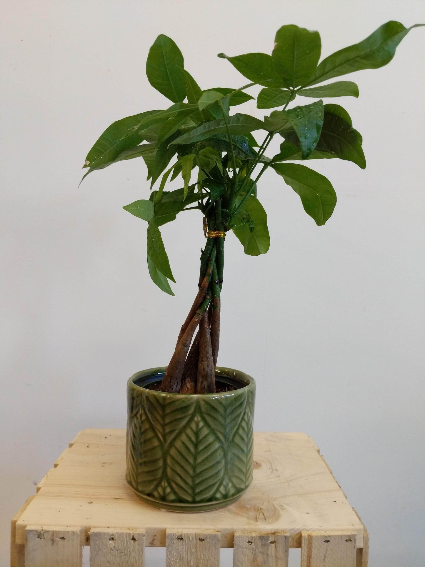 Plant Goals Plant Shop 4" Pachira Aquatica | Money Tree