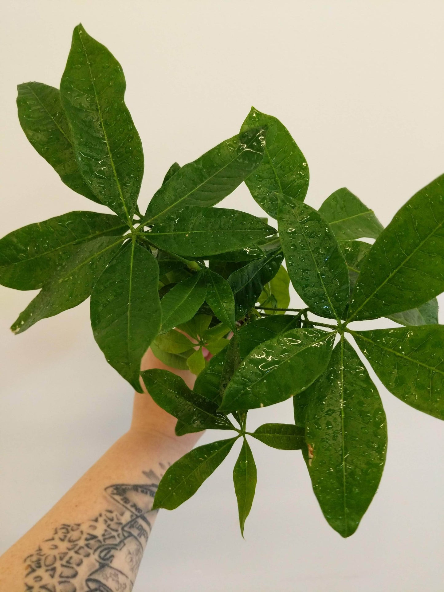 Plant Goals Plant Shop 4" Pachira Aquatica | Money Tree