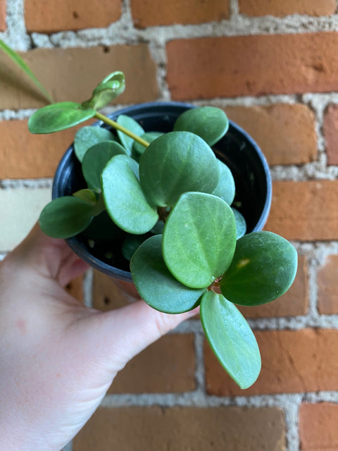 Plant Goals Plant Shop 4" Peperomia Hope