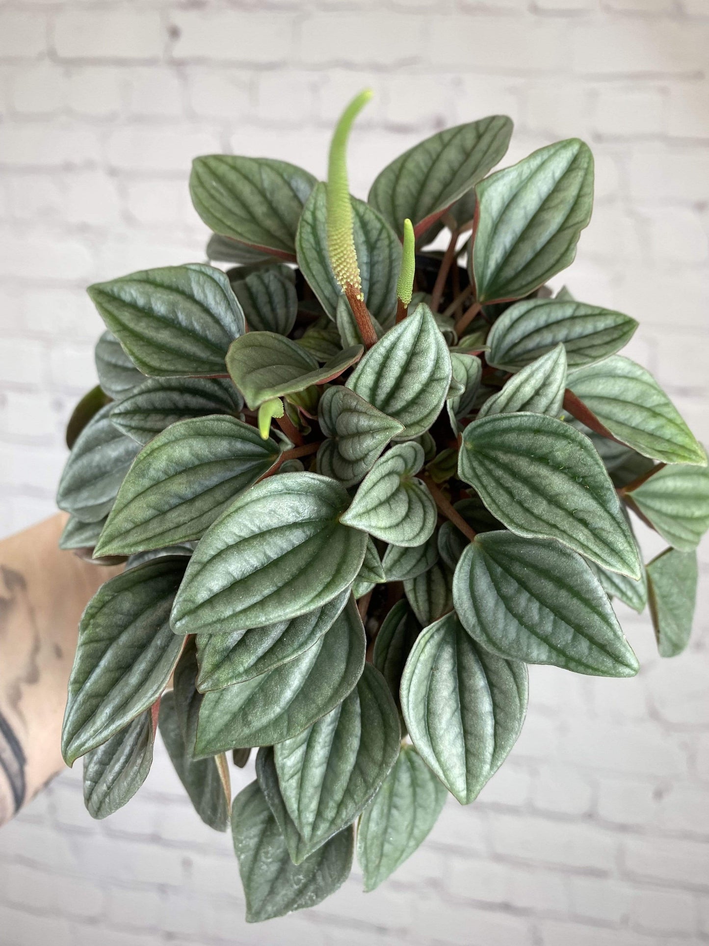 Plant Goals Plant Shop 4" Peperomia Napoli Nights