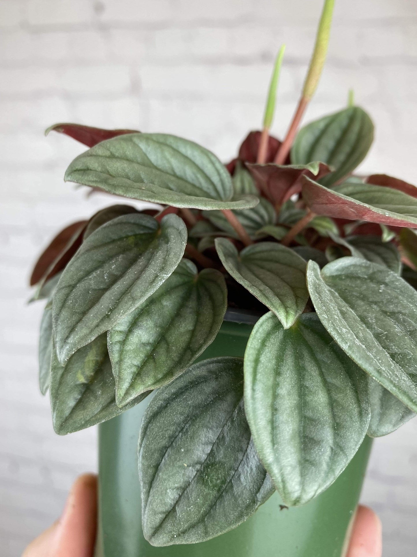 Plant Goals Plant Shop 4" Peperomia Napoli Nights