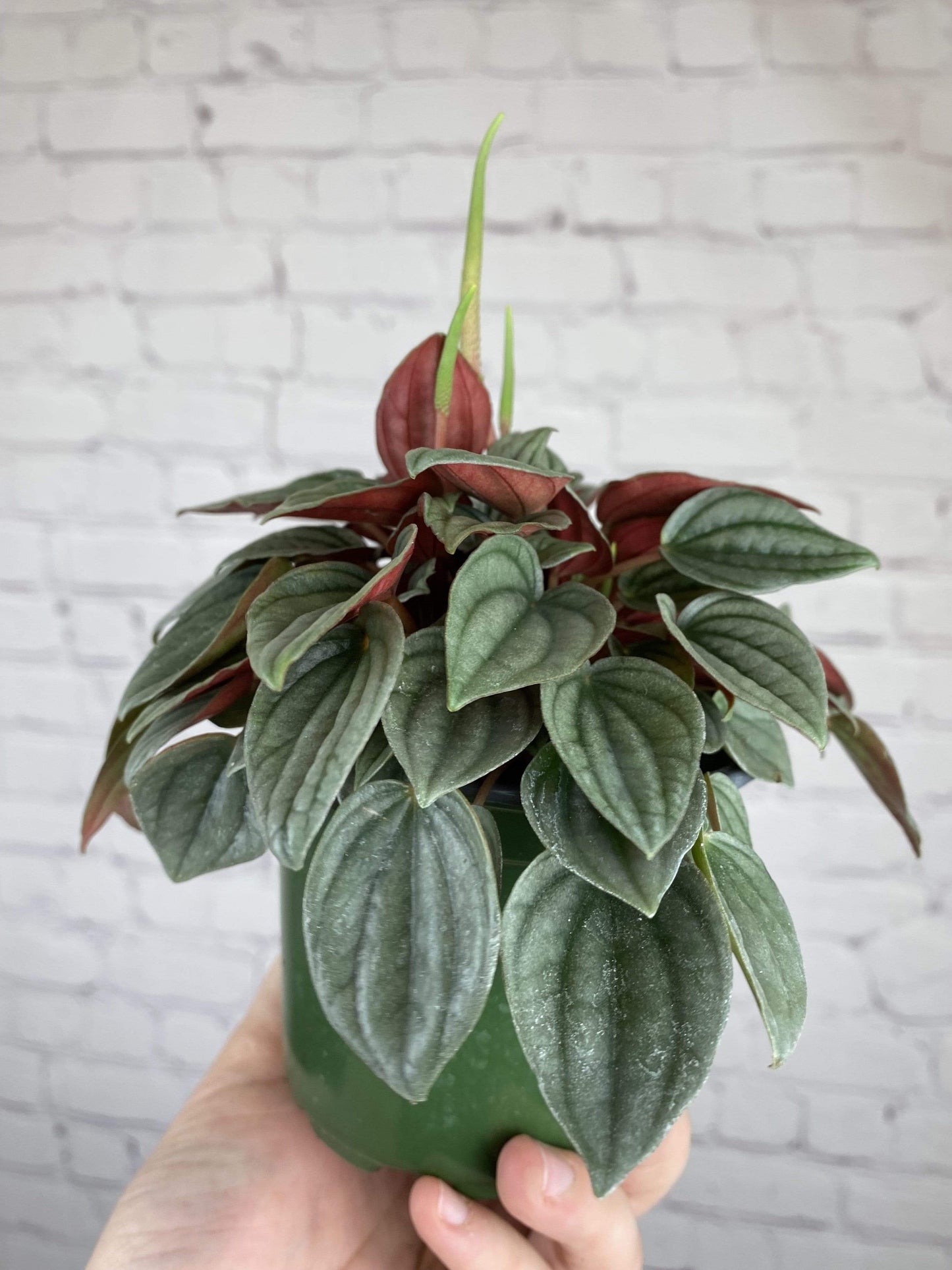 Plant Goals Plant Shop 4" Peperomia Napoli Nights