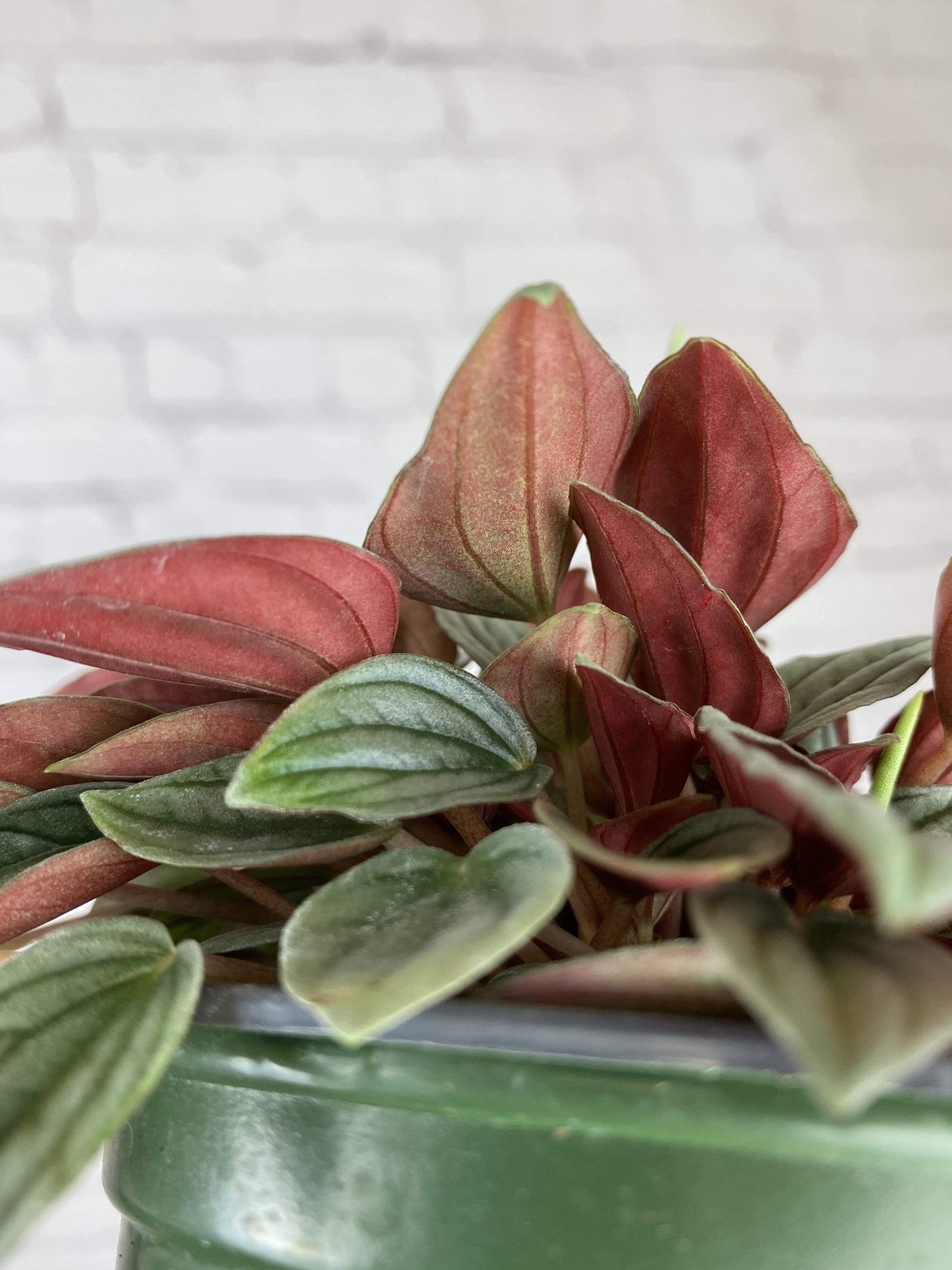 Plant Goals Plant Shop 4" Peperomia Napoli Nights
