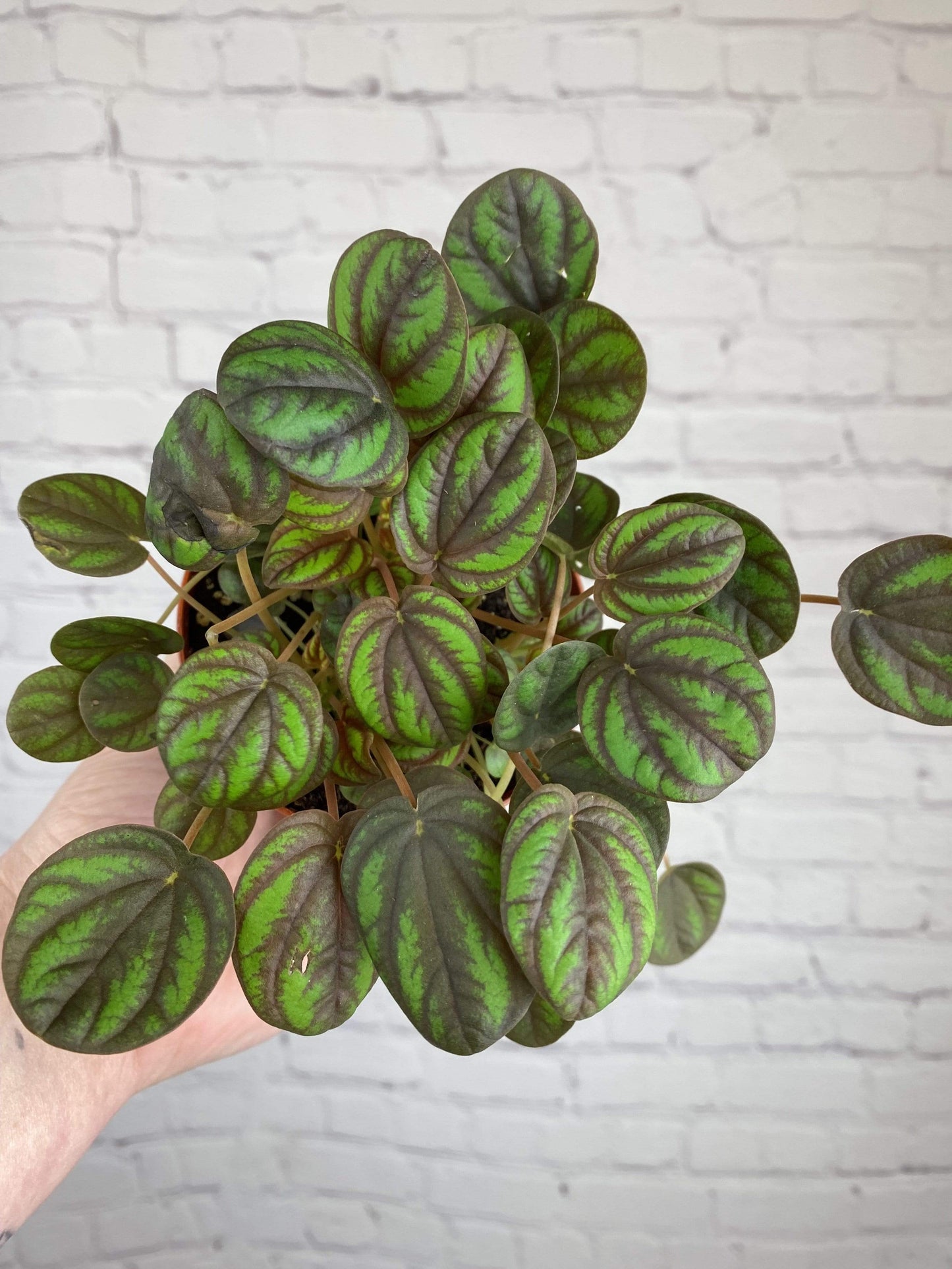 Plant Goals Plant Shop 4" Peperomia Peppermill