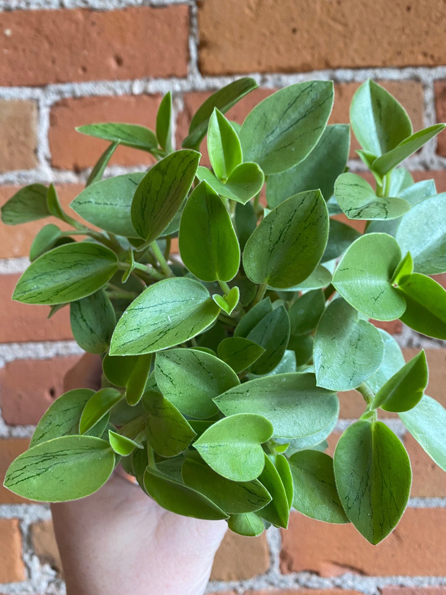 Plant Goals Plant Shop 4" Peperomia Pixie Lime