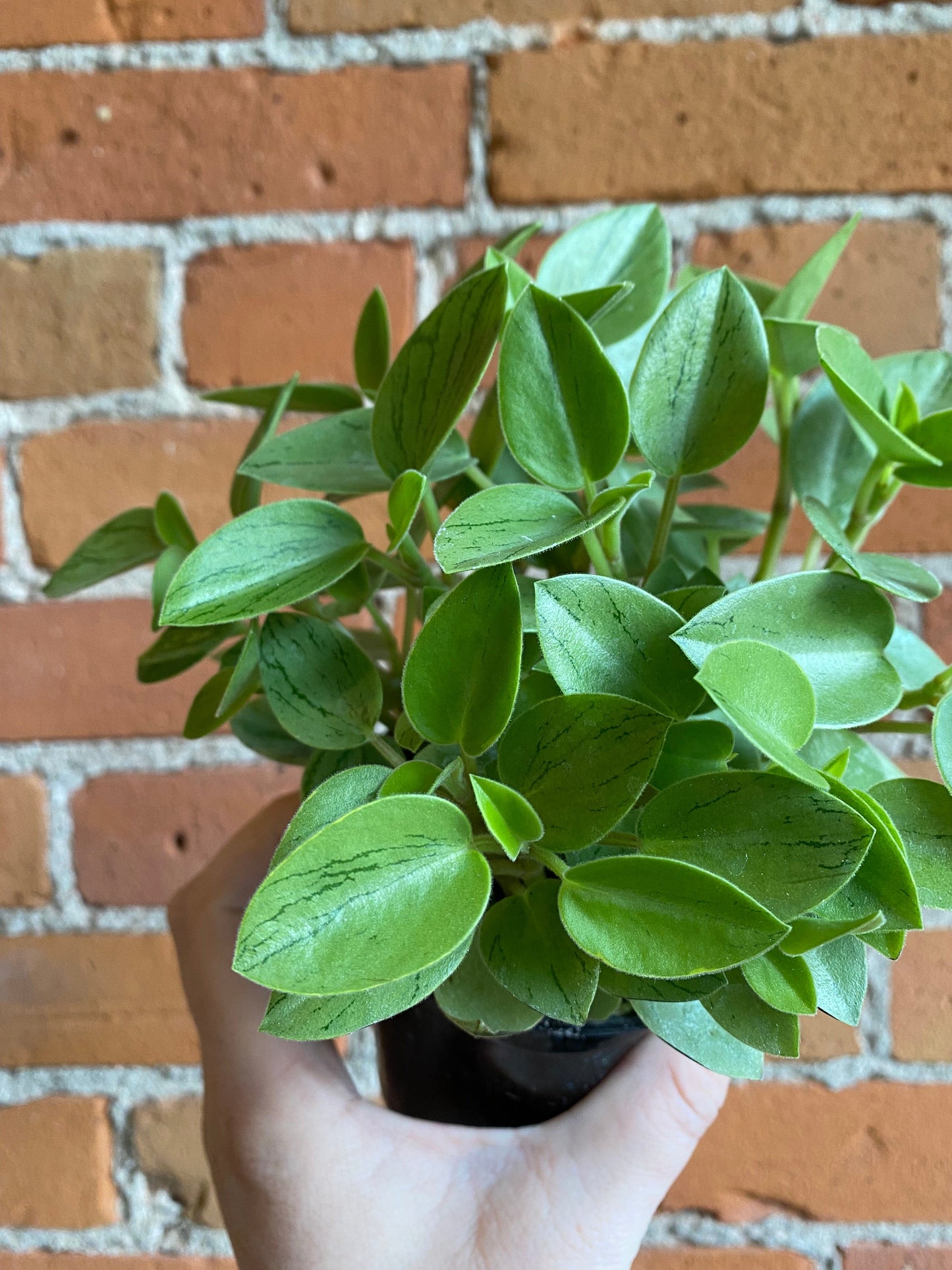 Plant Goals Plant Shop 4" Peperomia Pixie Lime
