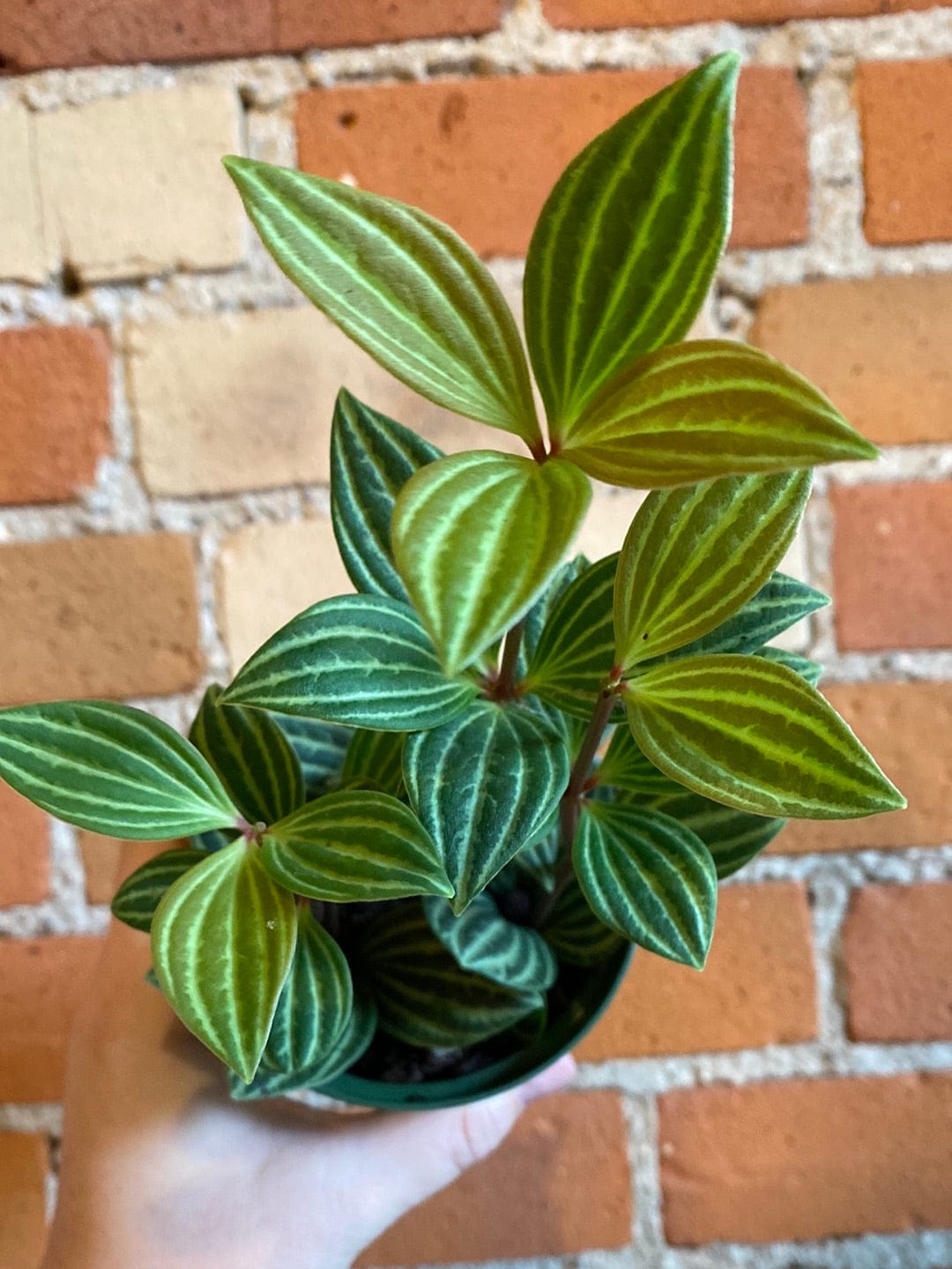 Plant Goals Plant Shop 4" Peperomia Puteolata