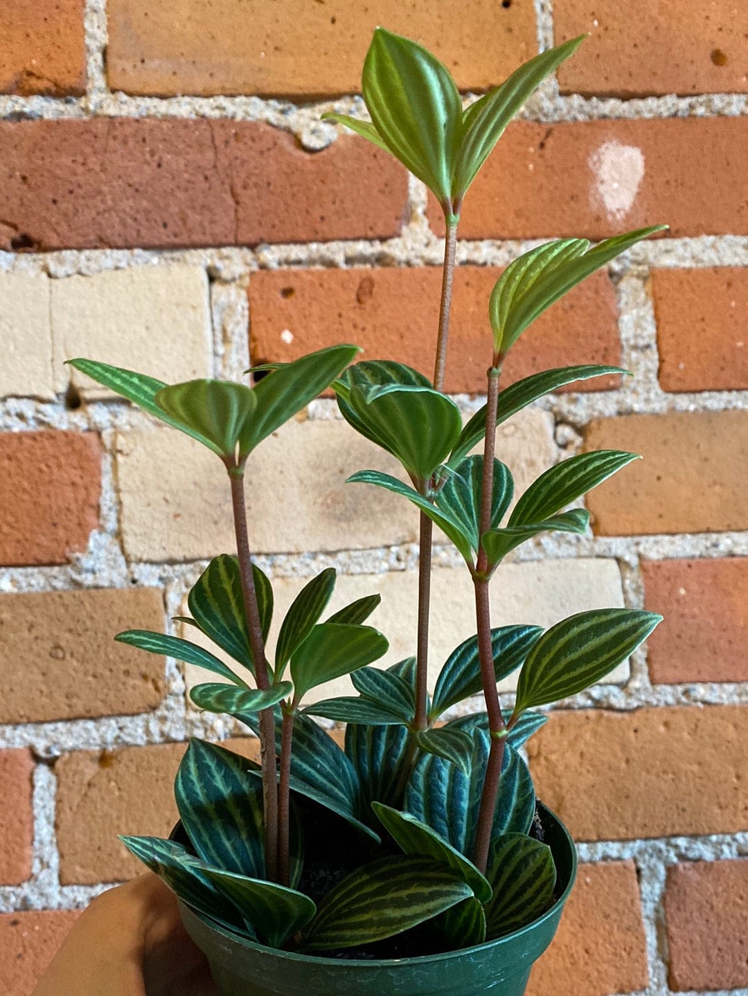 Plant Goals Plant Shop 4" Peperomia Puteolata