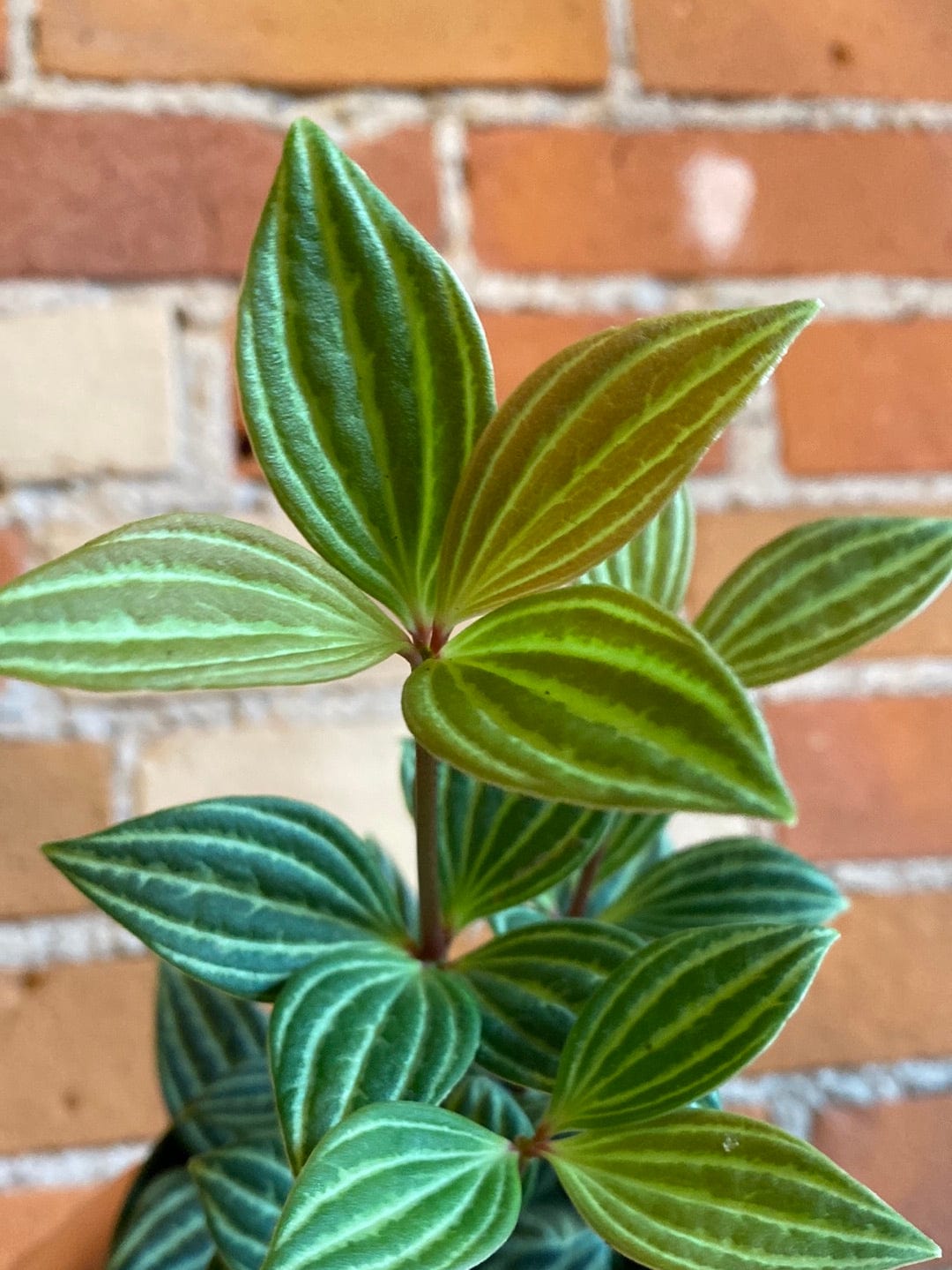 Plant Goals Plant Shop 4" Peperomia Puteolata