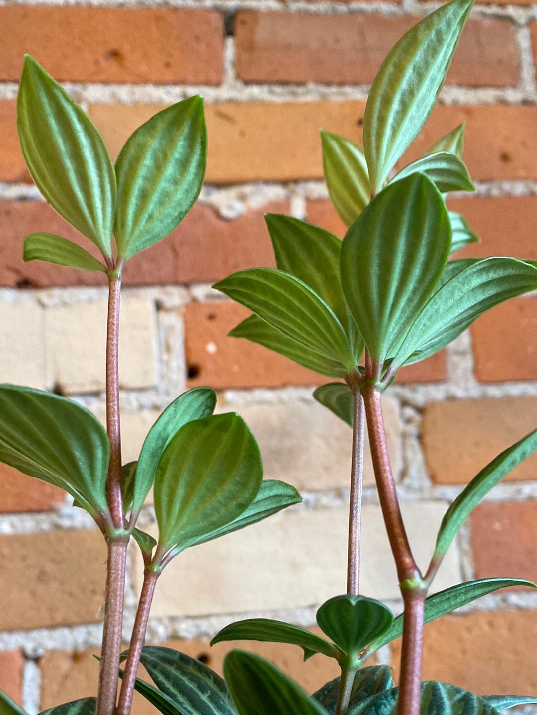 Plant Goals Plant Shop 4" Peperomia Puteolata