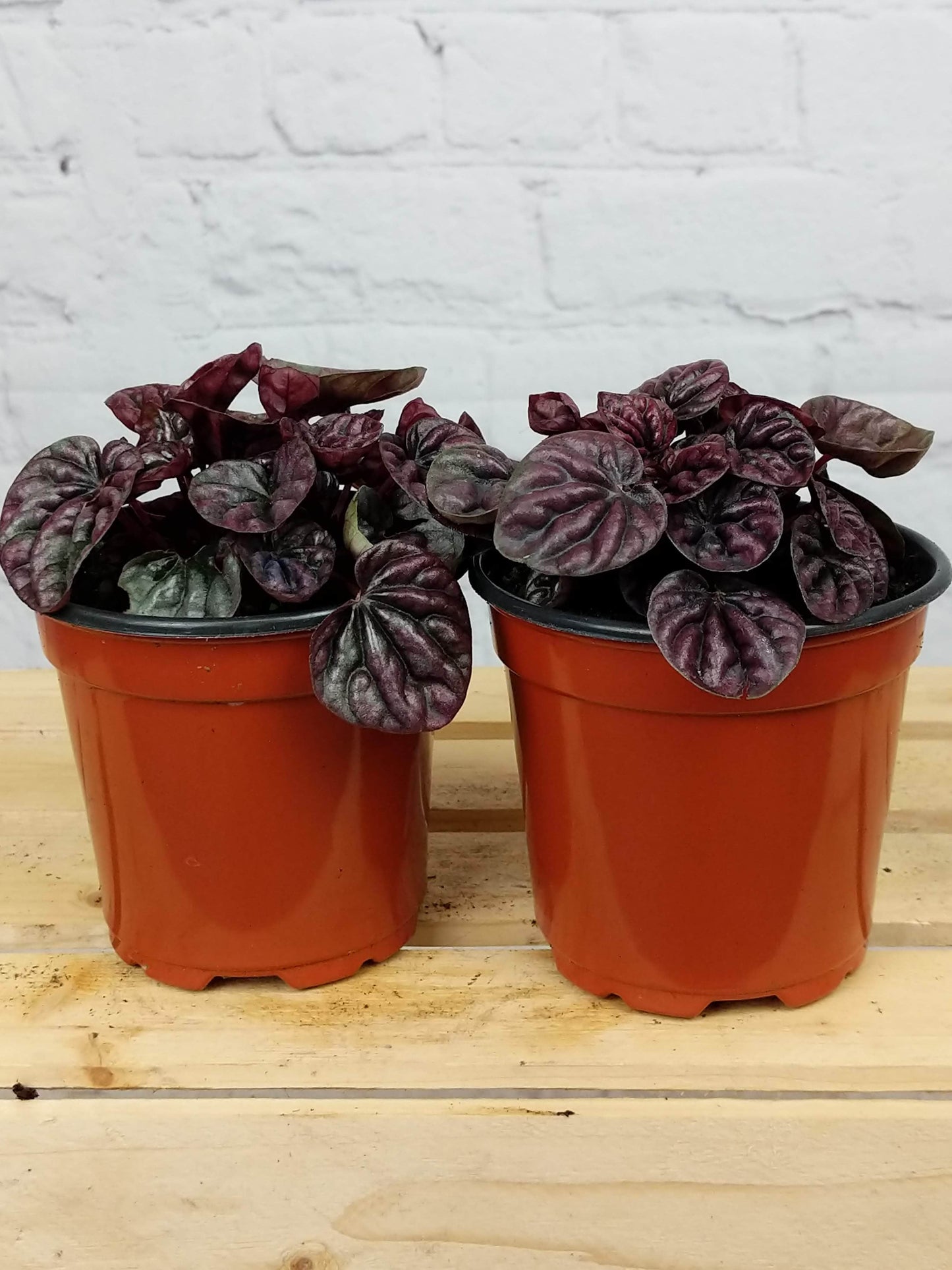 Plant Goals Plant Shop 4" Peperomia Schumi Red