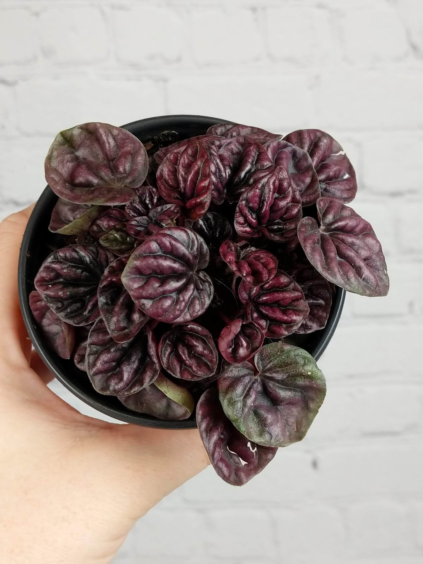 Plant Goals Plant Shop 4" Peperomia Schumi Red