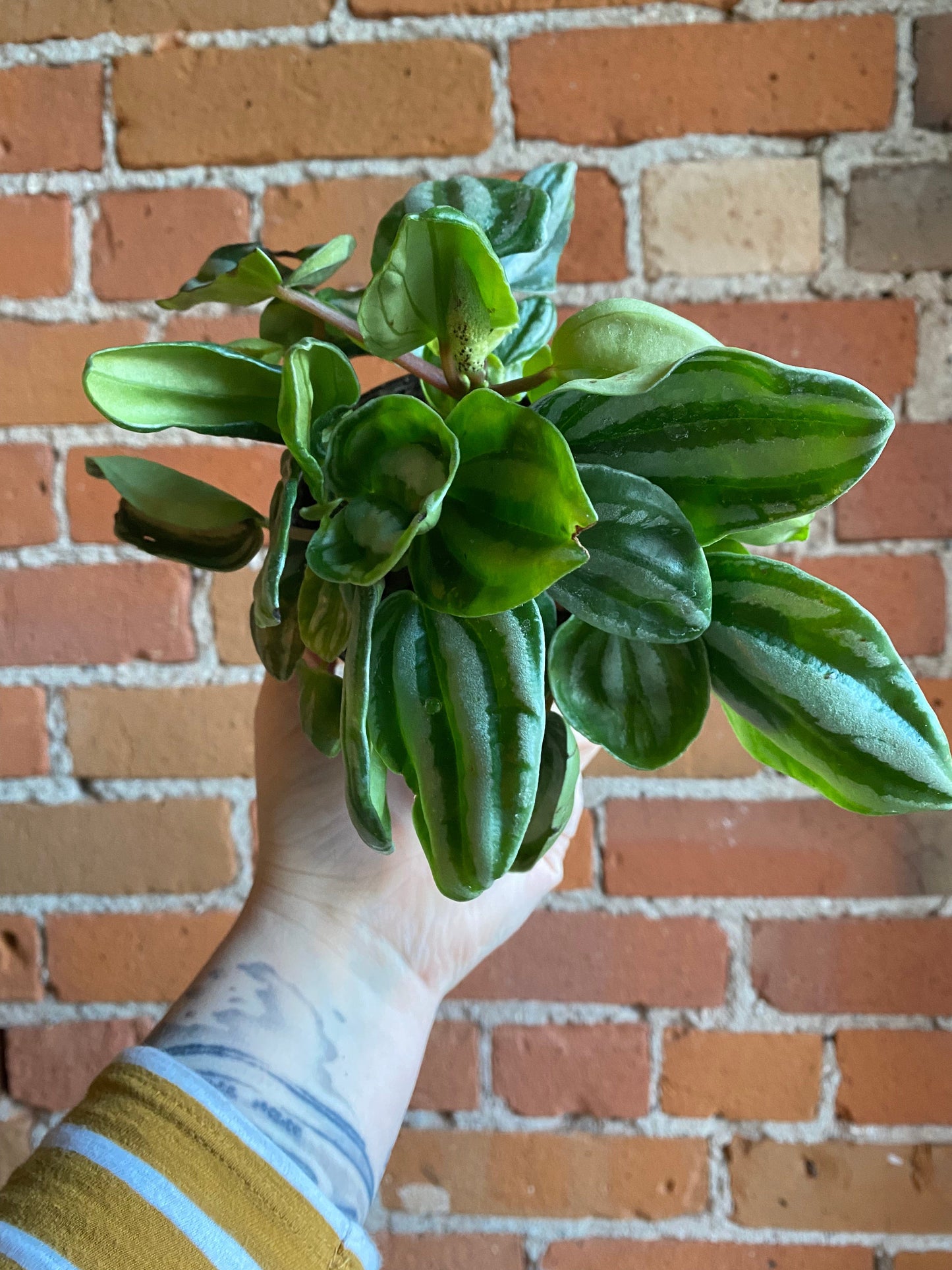 Plant Goals Plant Shop 4" Peperomia Watermelon Mini