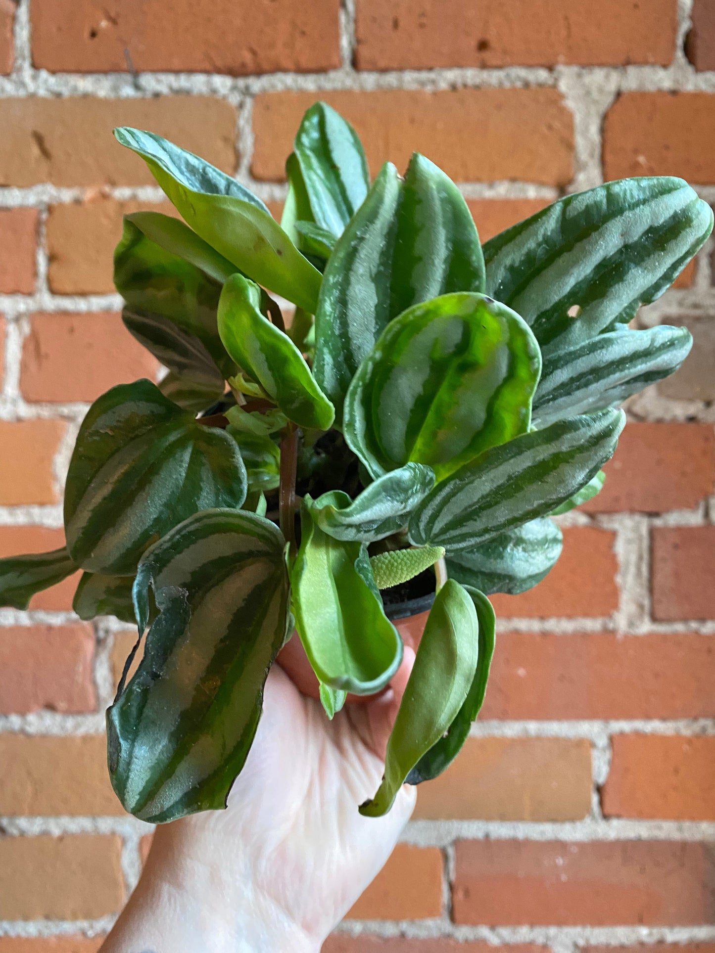 Plant Goals Plant Shop 4" Peperomia Watermelon Mini