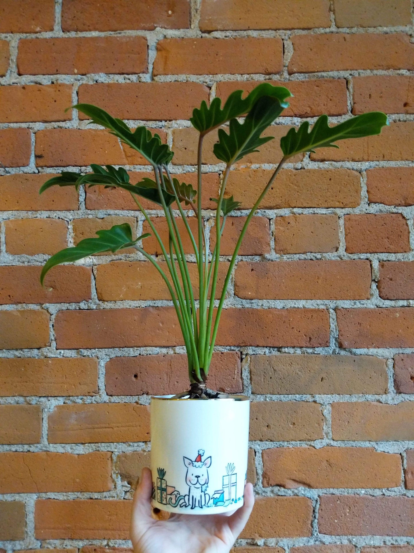 Plant Goals Plant Shop 4" Philodendron Deja Vu