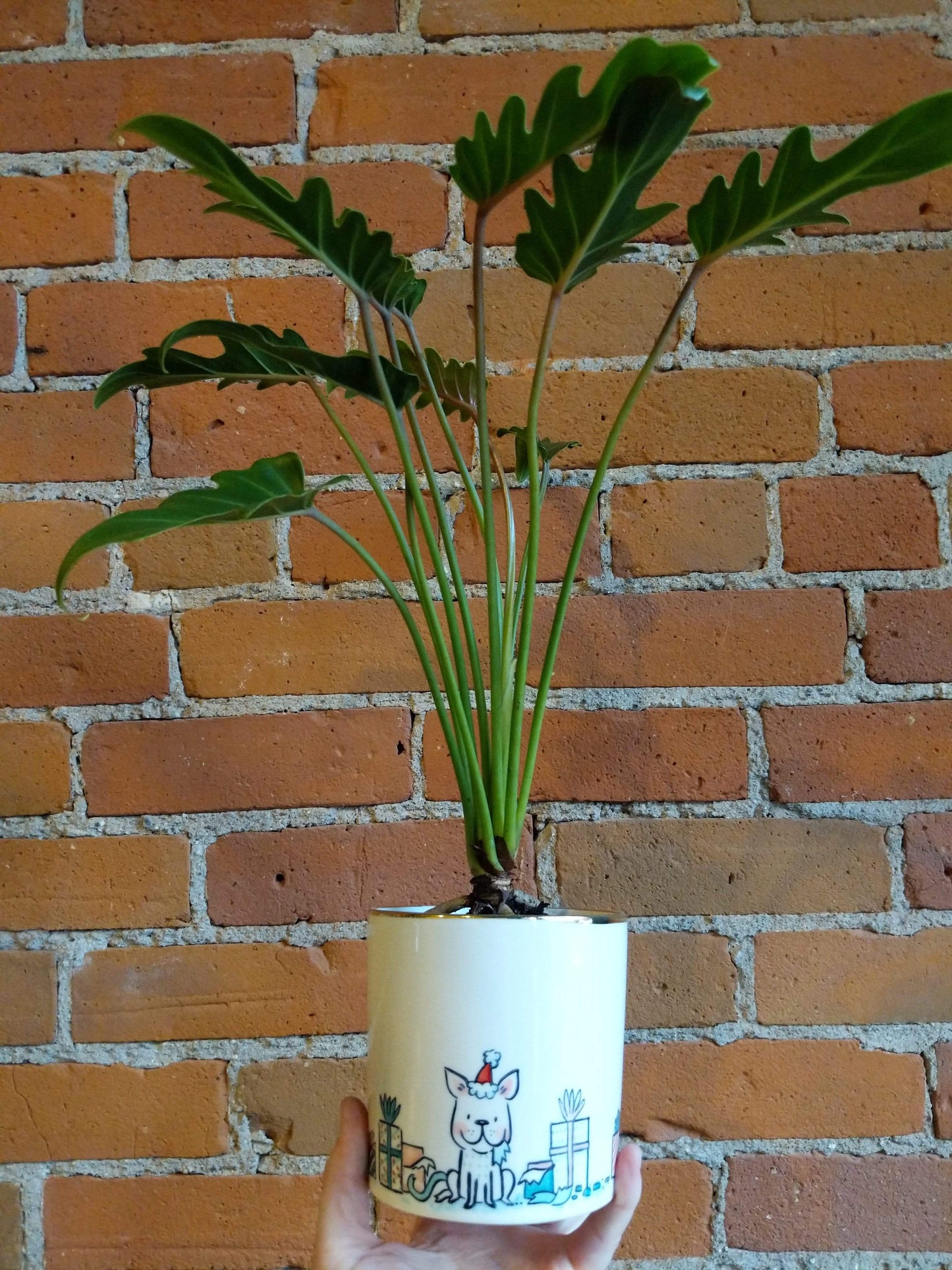 Plant Goals Plant Shop 4" Philodendron Deja Vu