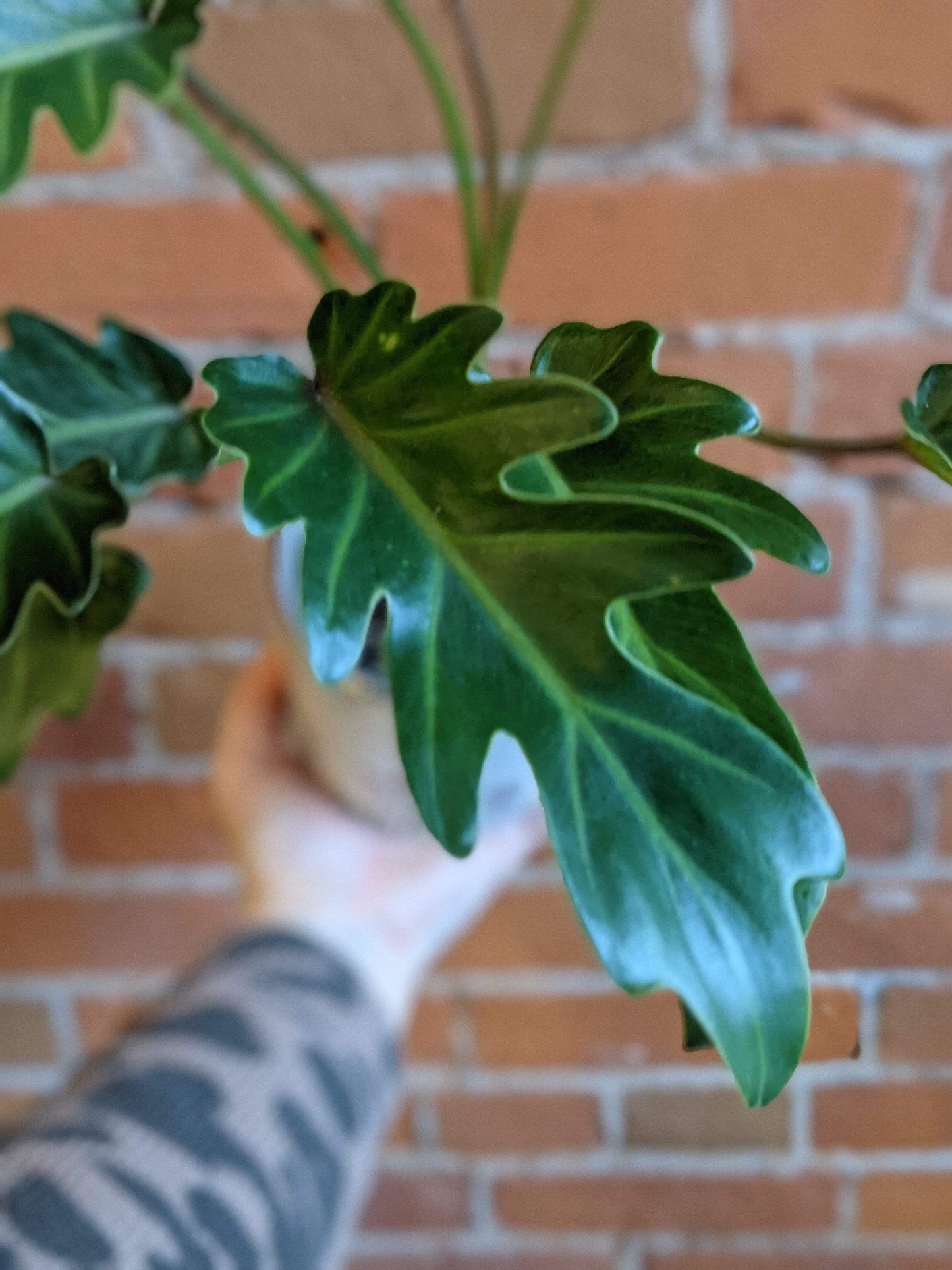 Plant Goals Plant Shop 4" Philodendron Deja Vu