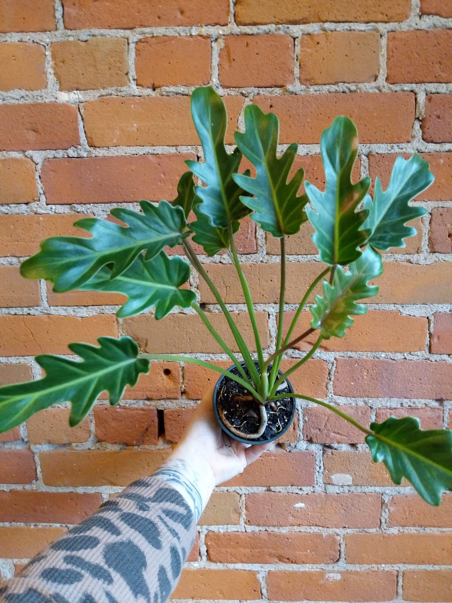Plant Goals Plant Shop 4" Philodendron Deja Vu