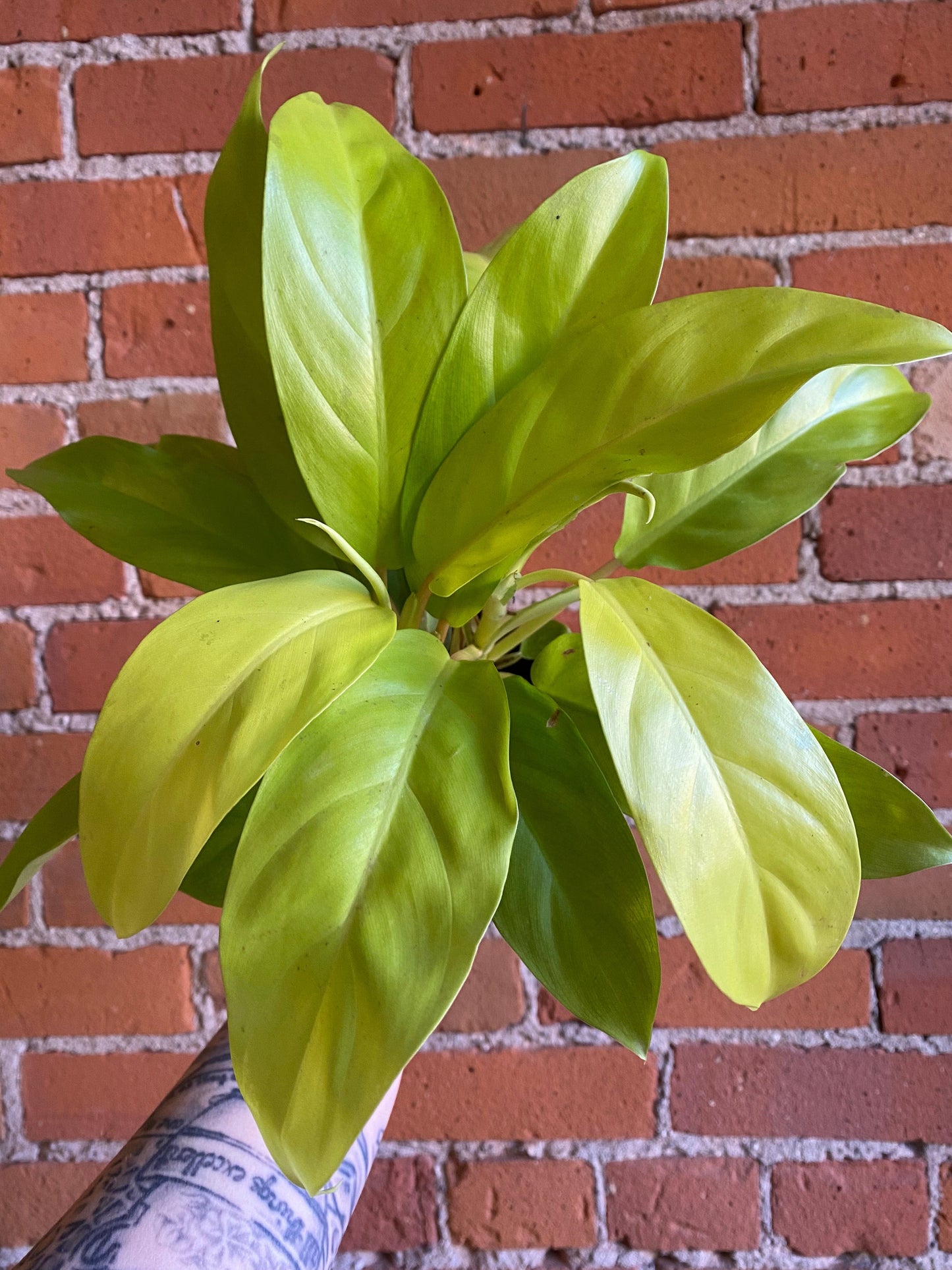 Plant Goals Plant Shop 4" Philodendron Golden Goddess