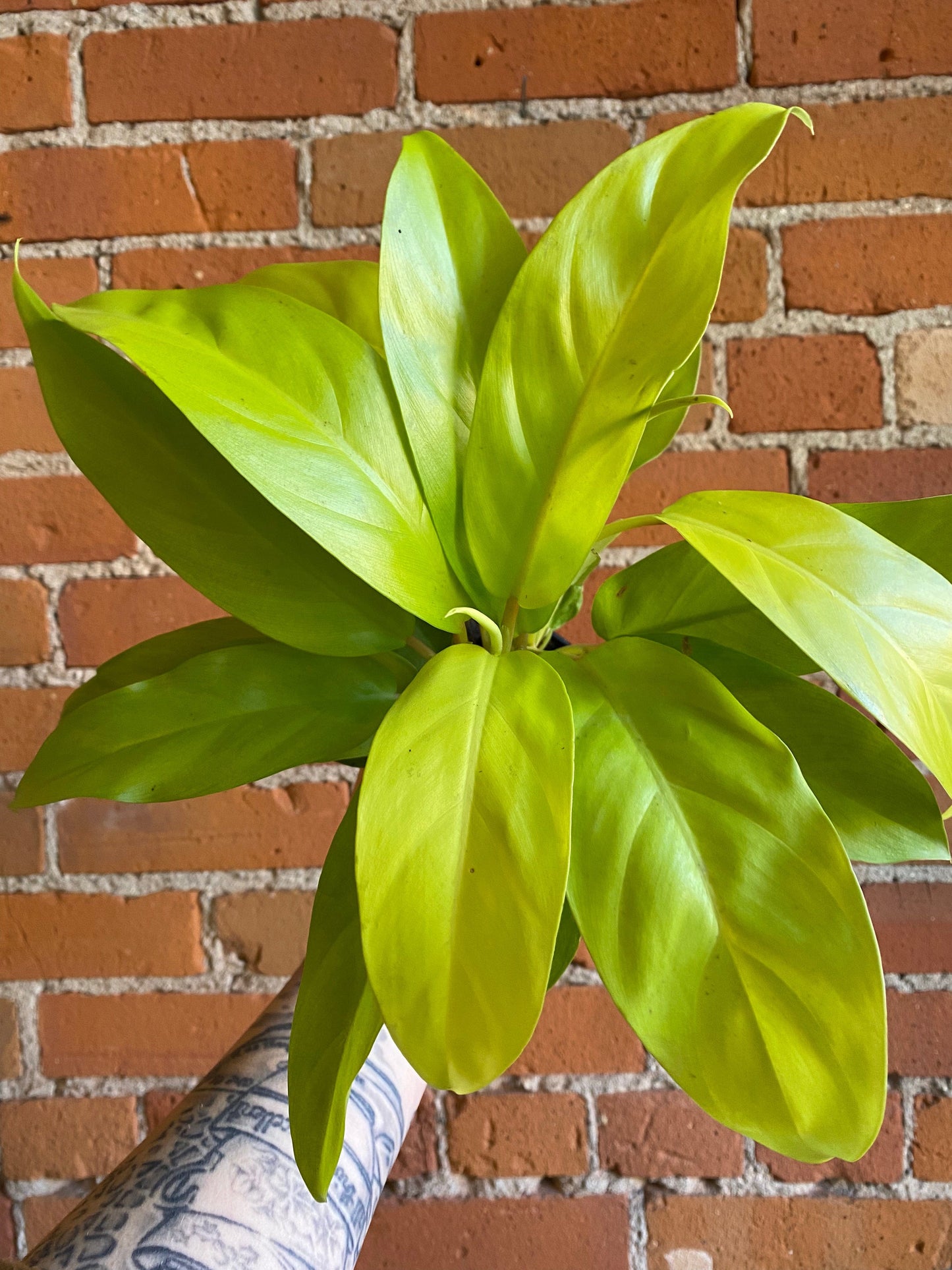 Plant Goals Plant Shop 4" Philodendron Golden Goddess