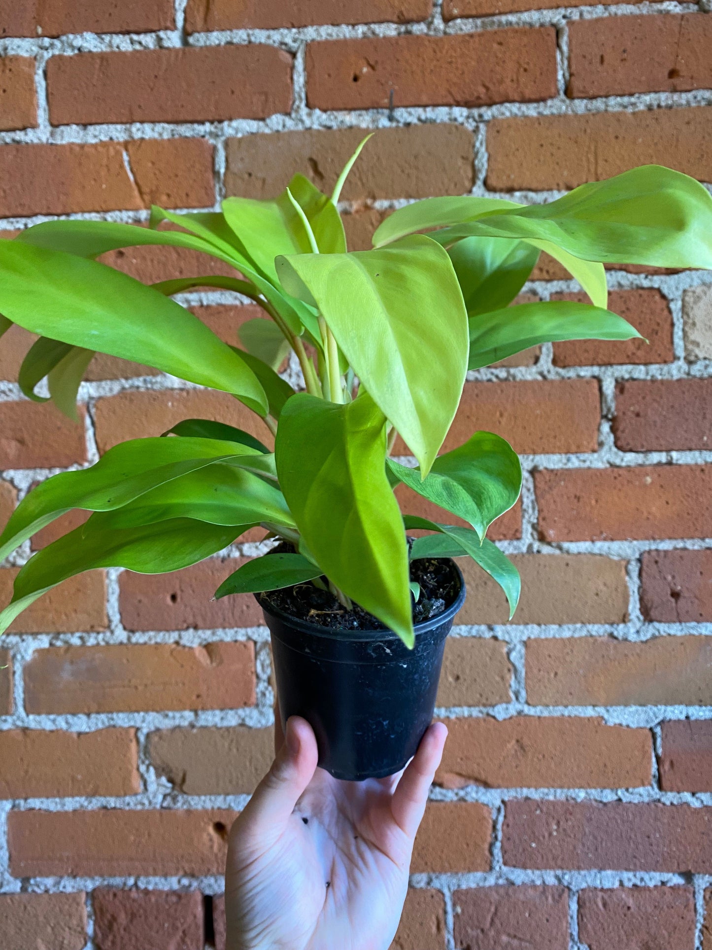 Plant Goals Plant Shop 4" Philodendron Golden Goddess