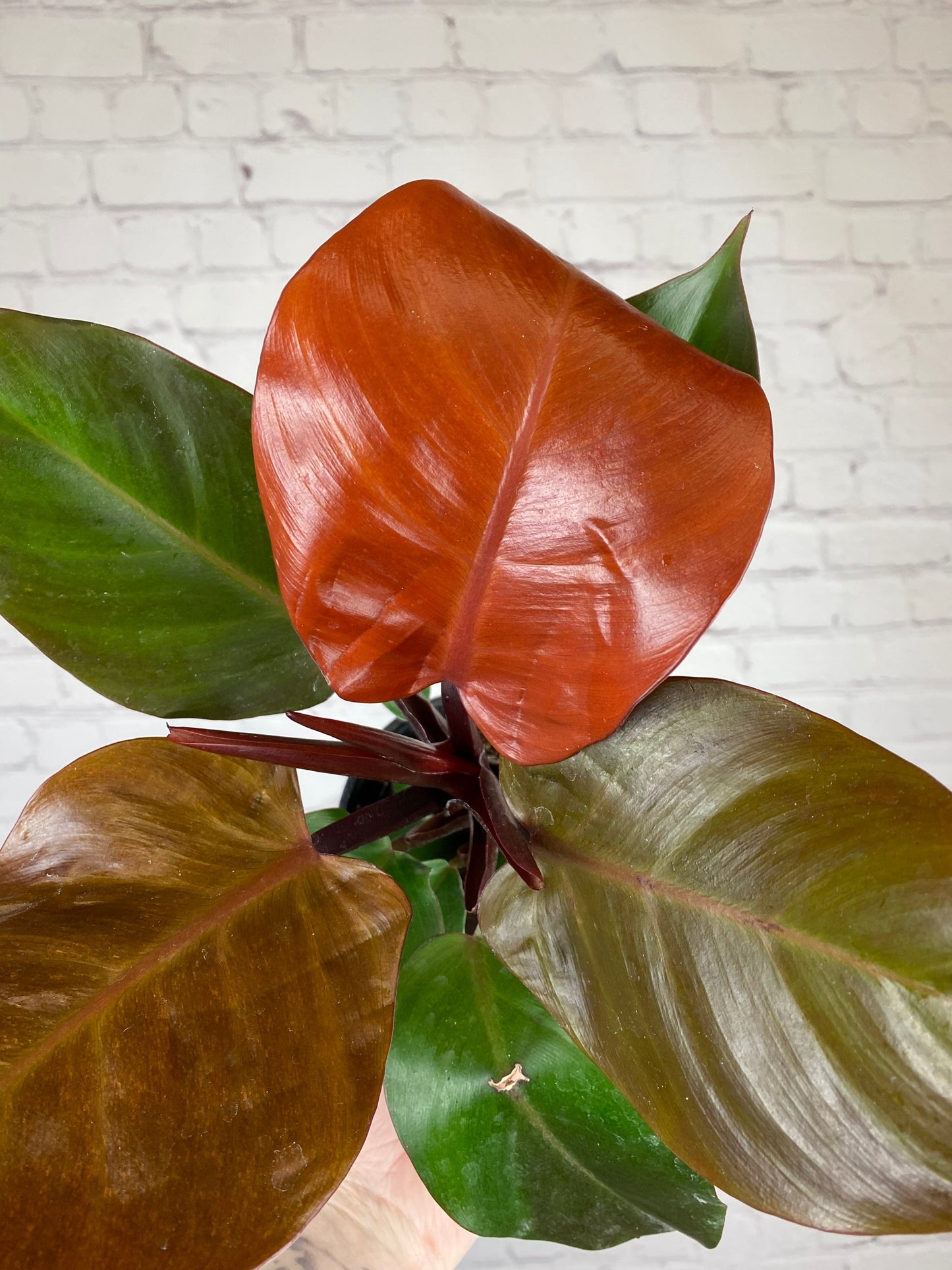 Plant Goals Plant Shop 4" Philodendron McColley's Finale