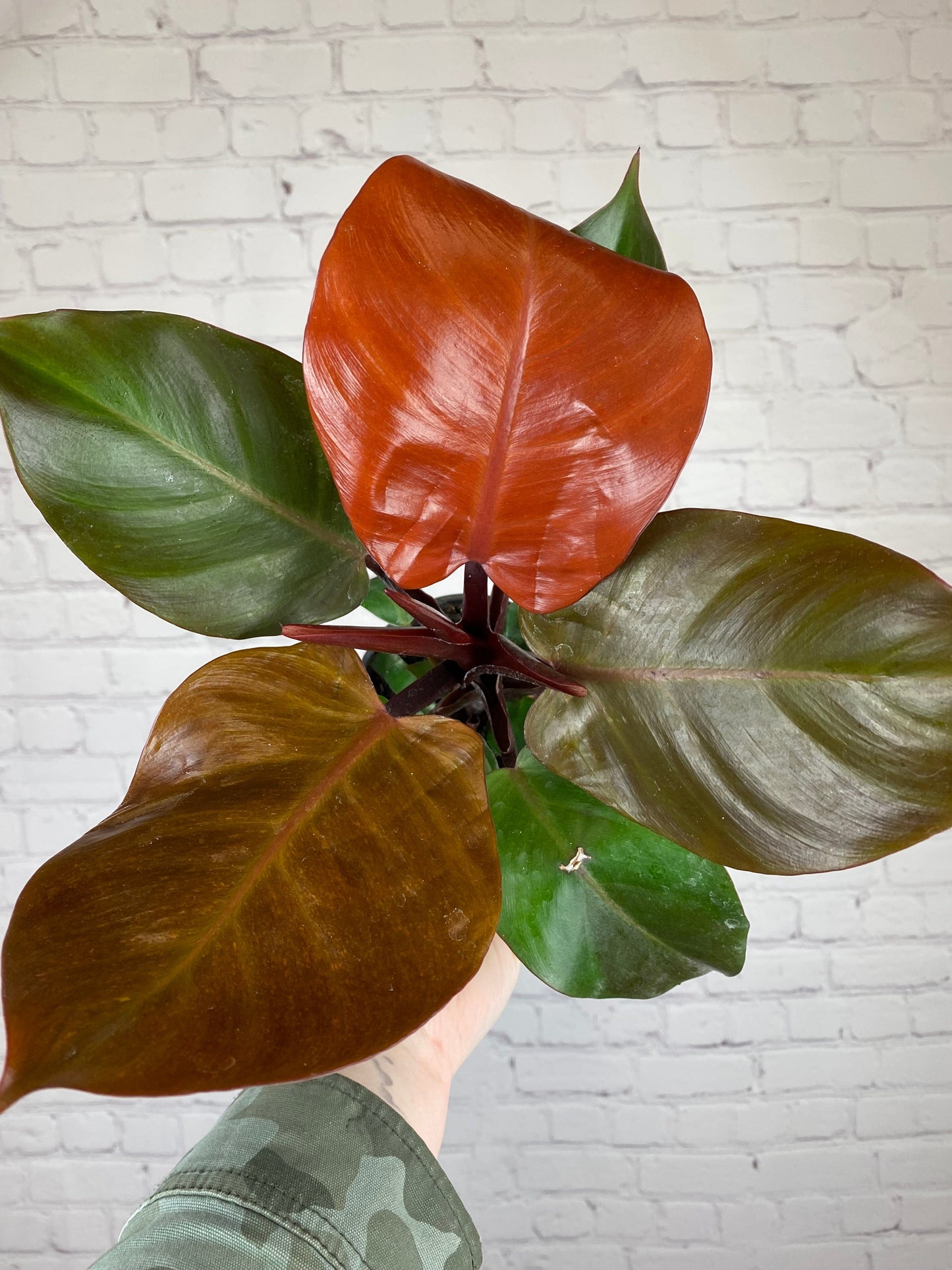 Plant Goals Plant Shop 4" Philodendron McColley's Finale