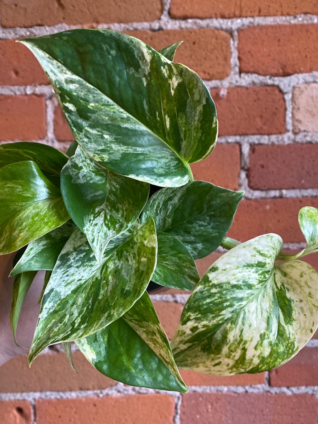 Plant Goals Plant Shop 4" Pothos Marble Queen