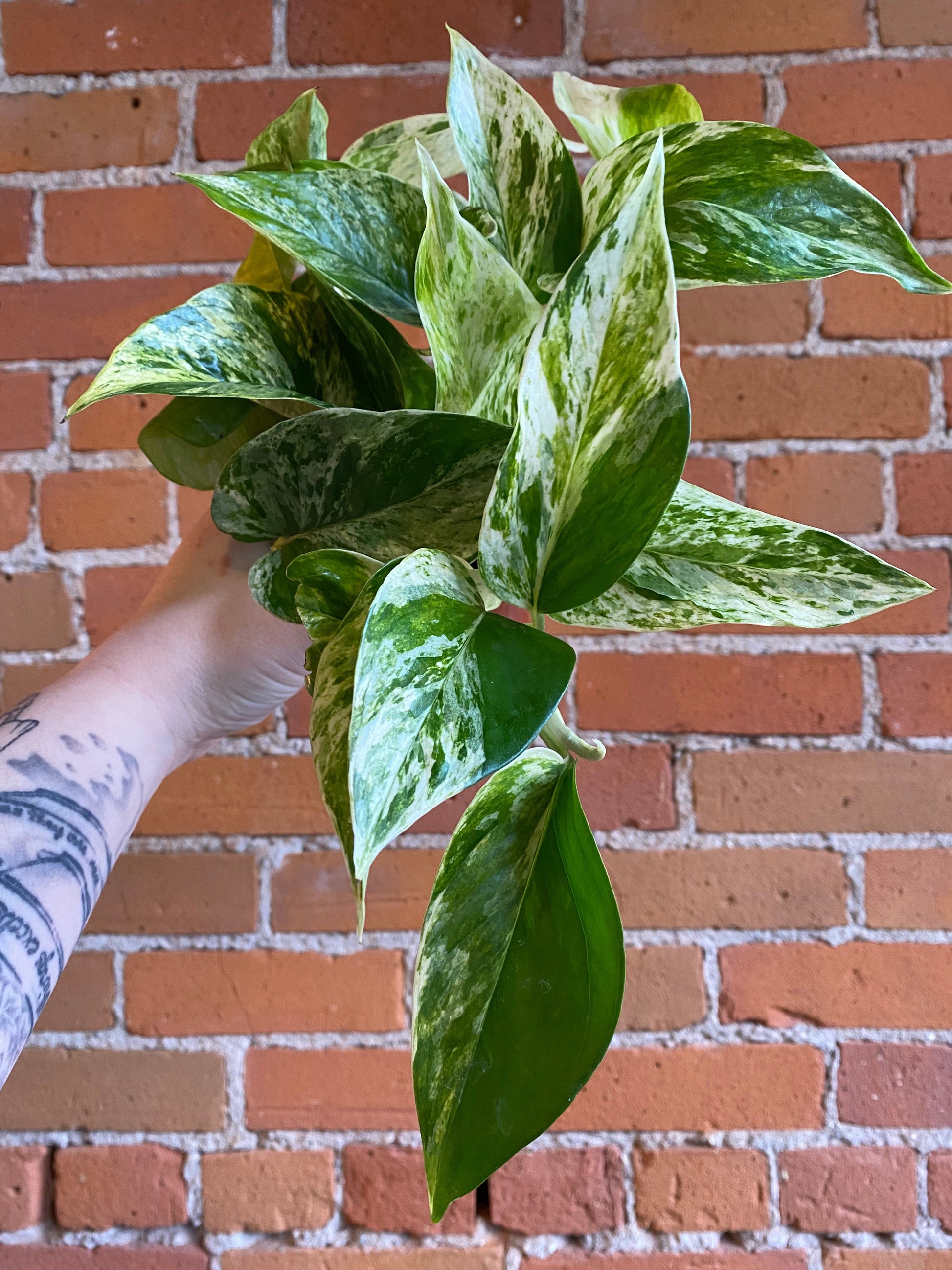 Plant Goals Plant Shop 4" Pothos Marble Queen