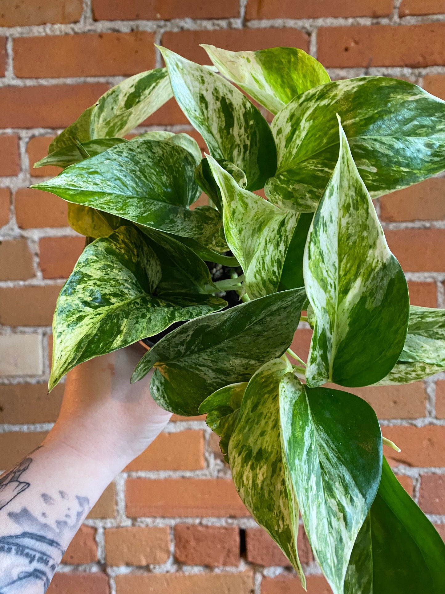 Plant Goals Plant Shop 4" Pothos Marble Queen