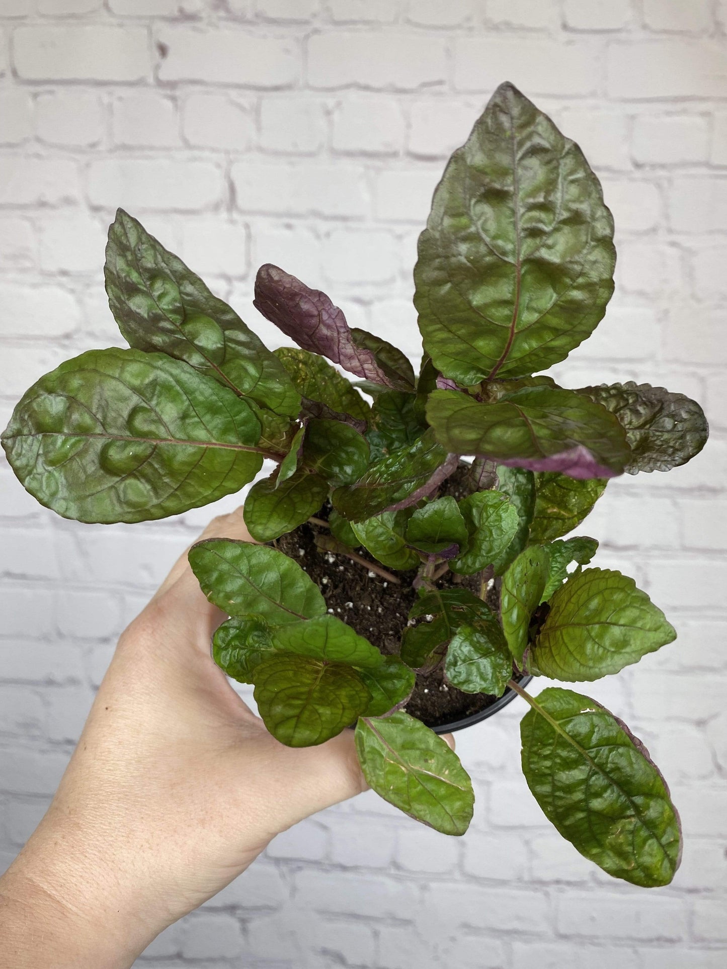 Plant Goals Plant Shop 4" Purple Waffle Plant