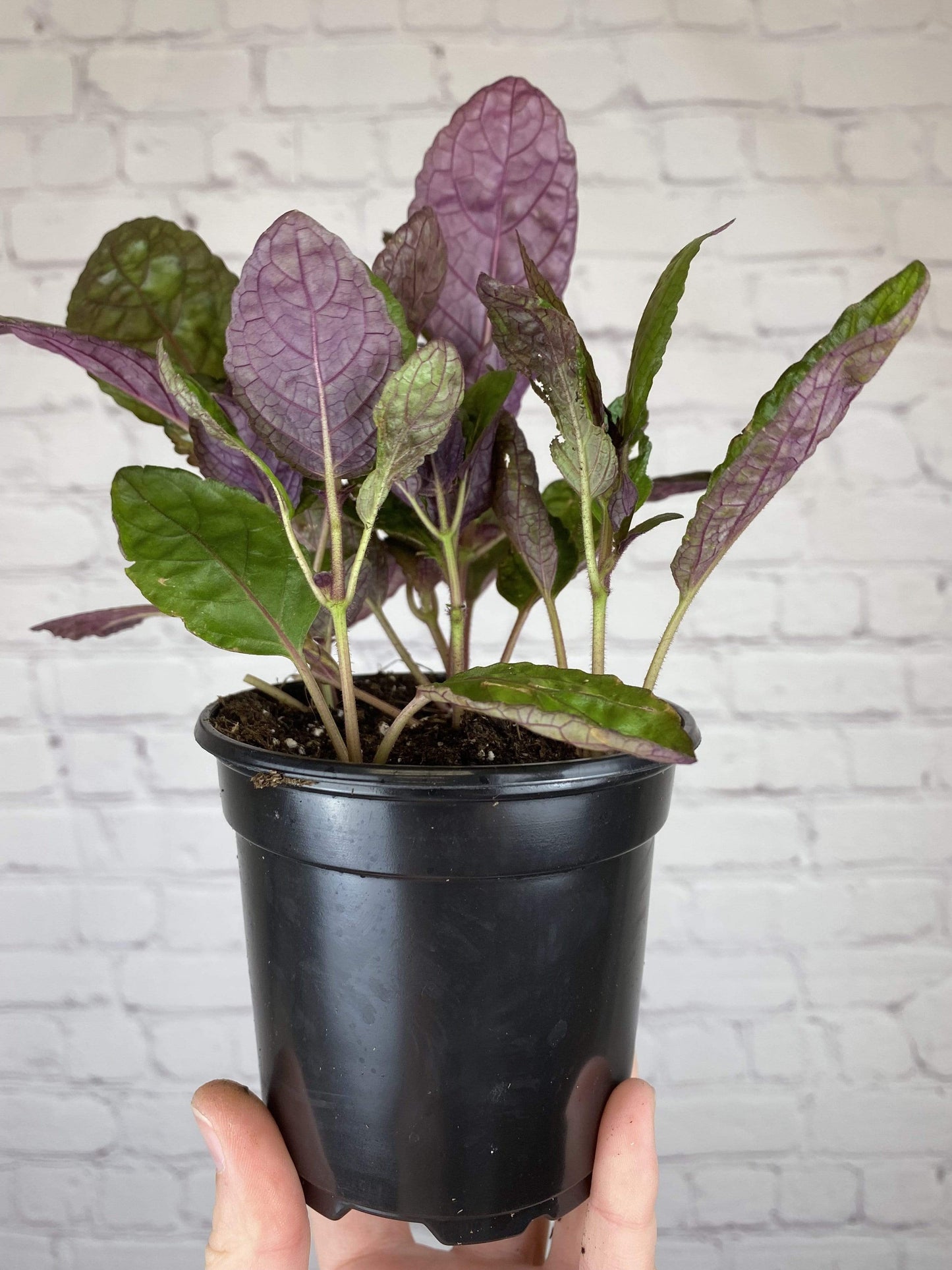 Plant Goals Plant Shop 4" Purple Waffle Plant