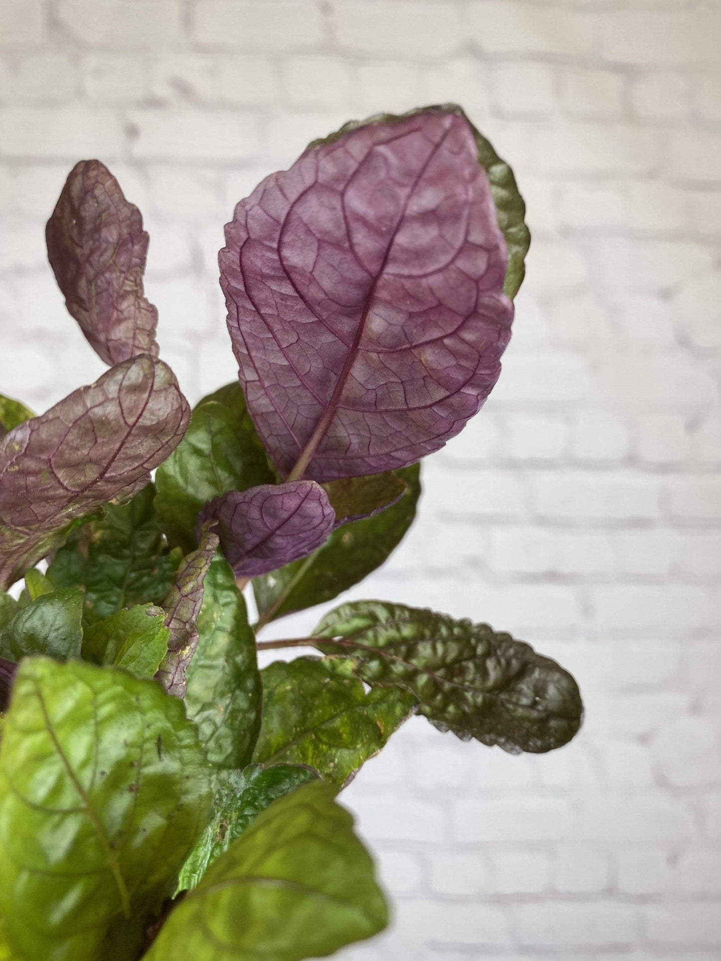 Plant Goals Plant Shop 4" Purple Waffle Plant
