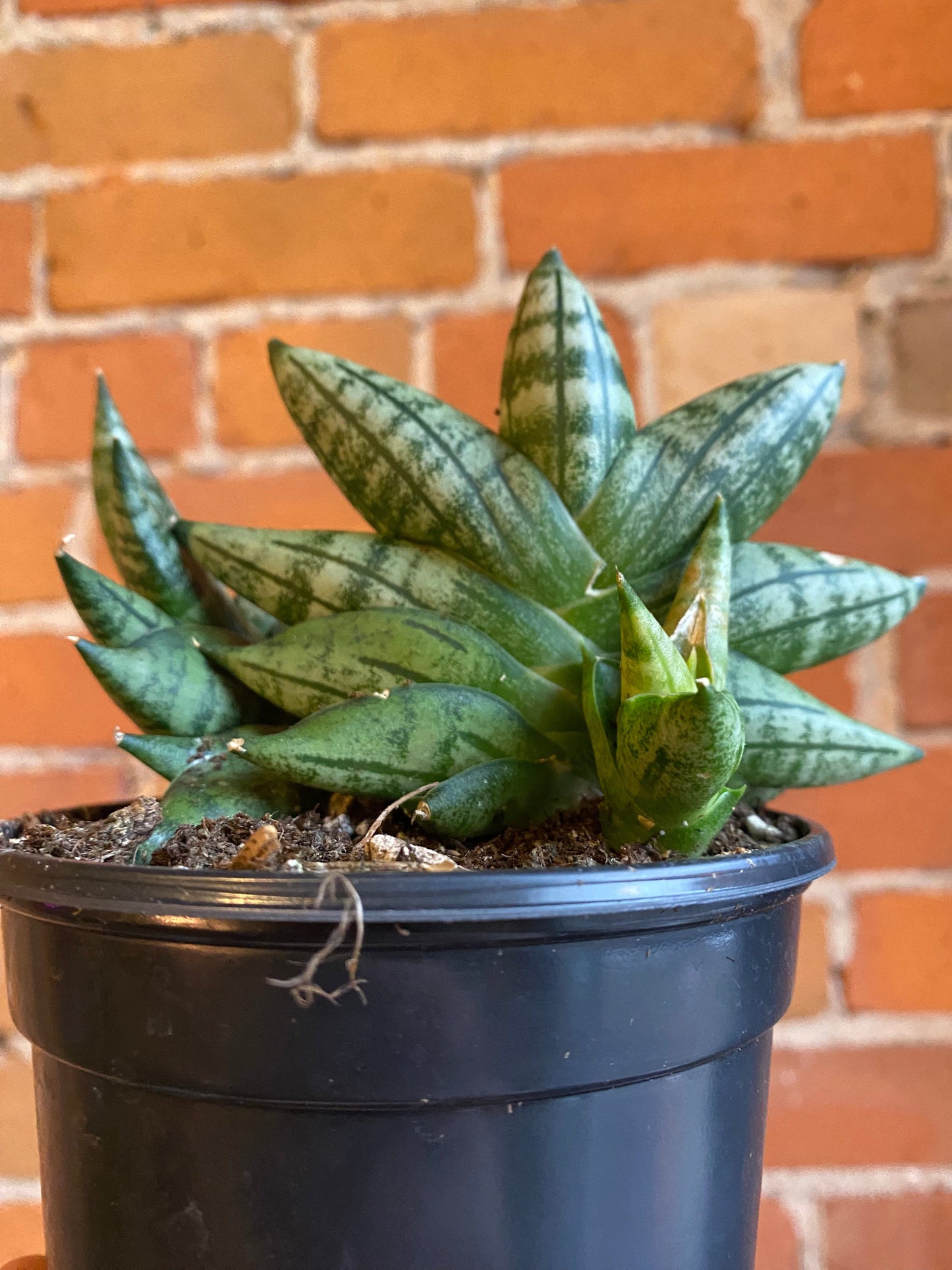 Plant Goals Plant Shop 4" Sansevieria Boncel Starfish