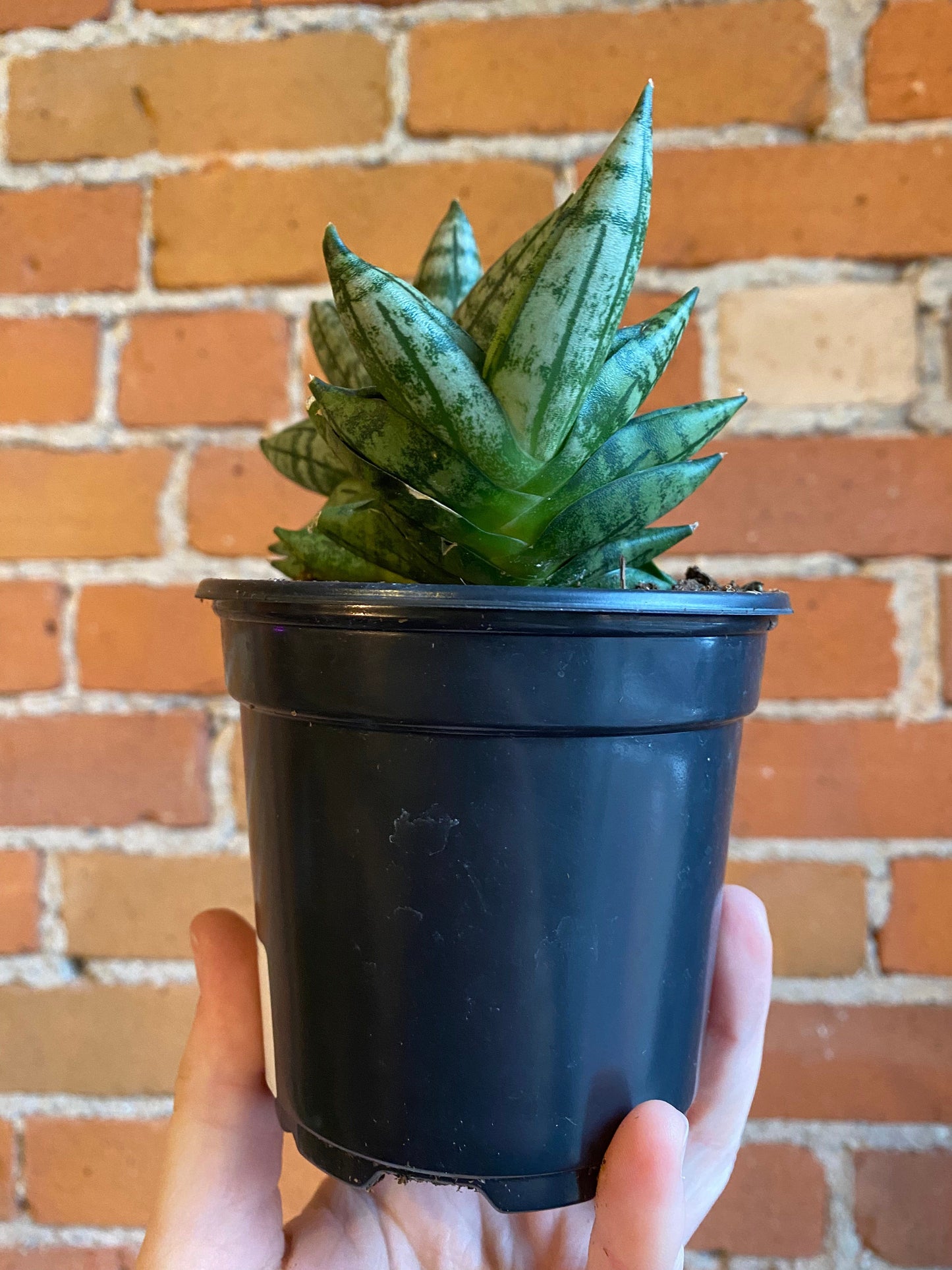 Plant Goals Plant Shop 4" Sansevieria Boncel Starfish