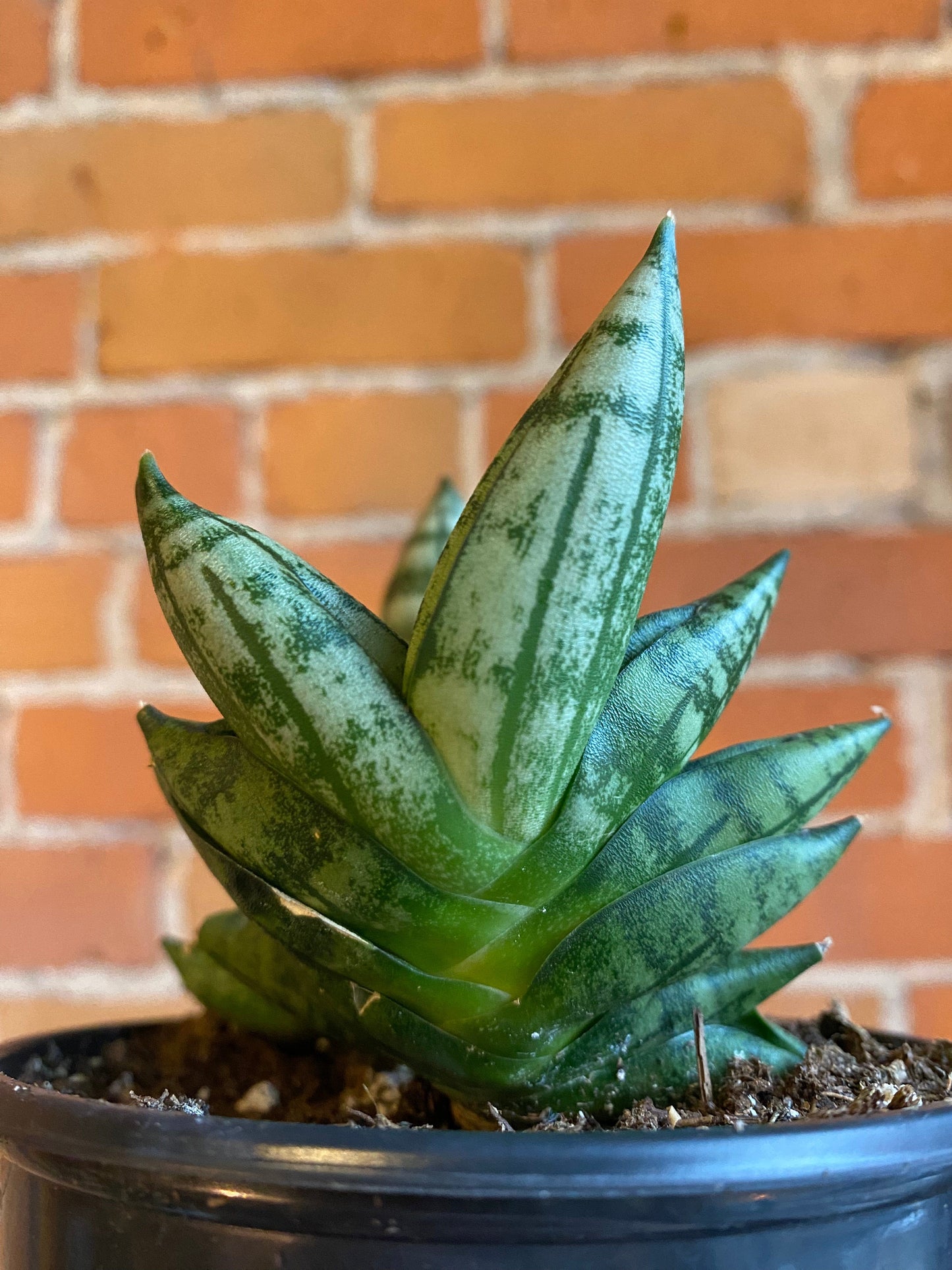 Plant Goals Plant Shop 4" Sansevieria Boncel Starfish