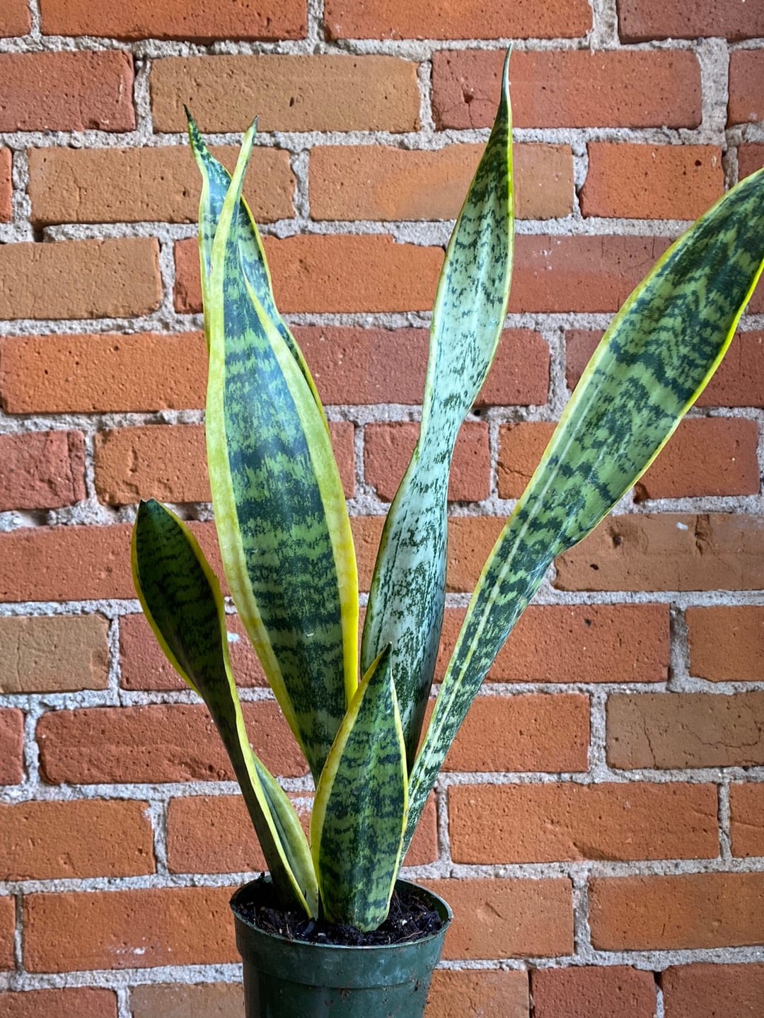 Plant Goals Plant Shop 4" Sansevieria Laurentii