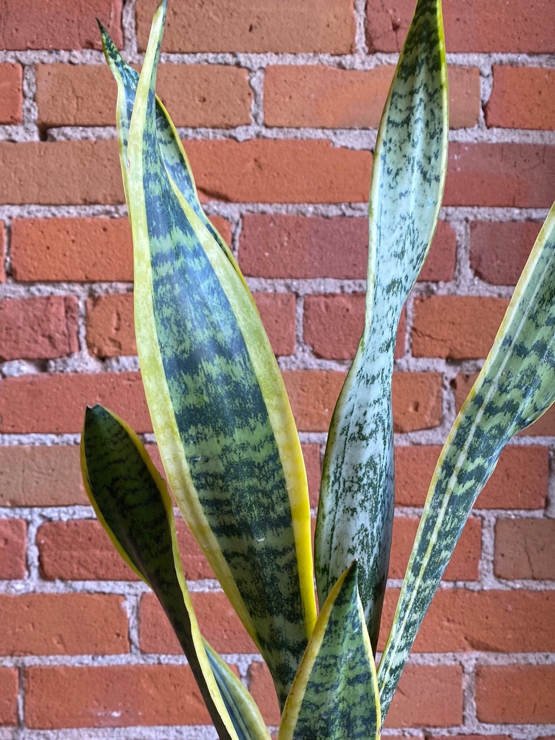 Plant Goals Plant Shop 4" Sansevieria Laurentii