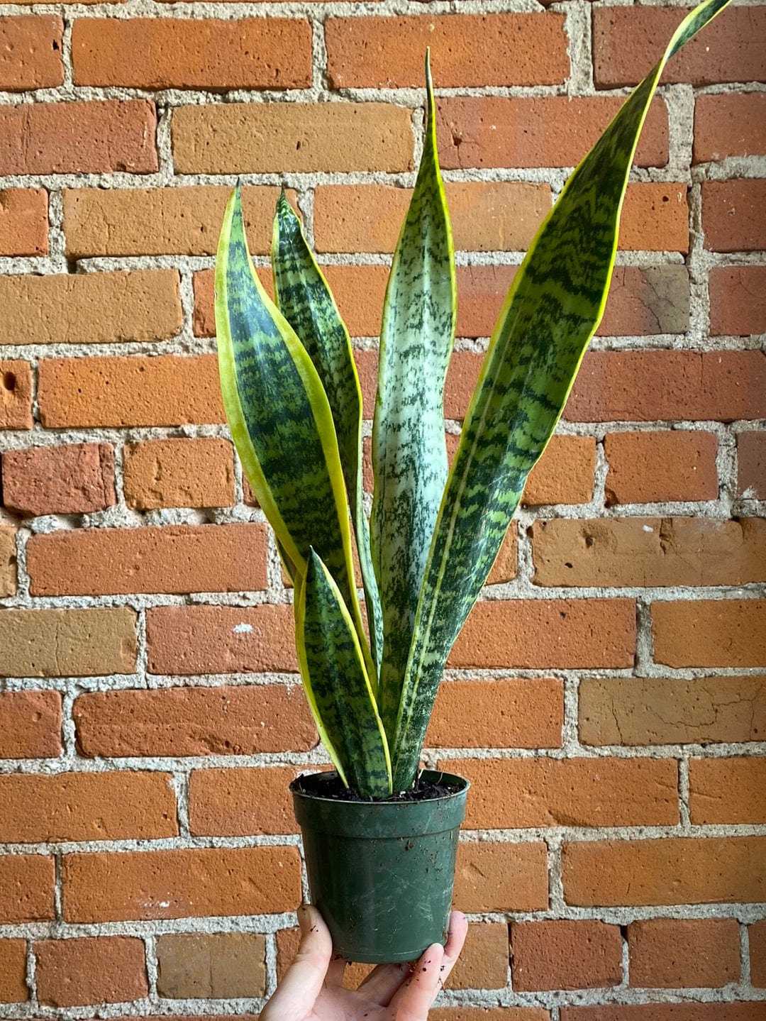 Plant Goals Plant Shop 4" Sansevieria Laurentii