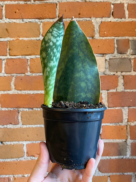 Plant Goals Plant Shop 4" Sansevieria Masoniana