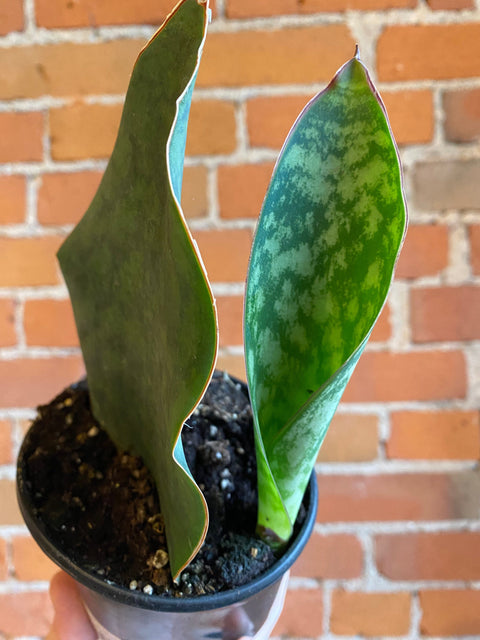 Plant Goals Plant Shop 4" Sansevieria Masoniana