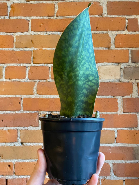 Plant Goals Plant Shop 4" Sansevieria Masoniana