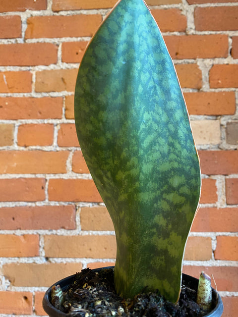 Plant Goals Plant Shop 4" Sansevieria Masoniana