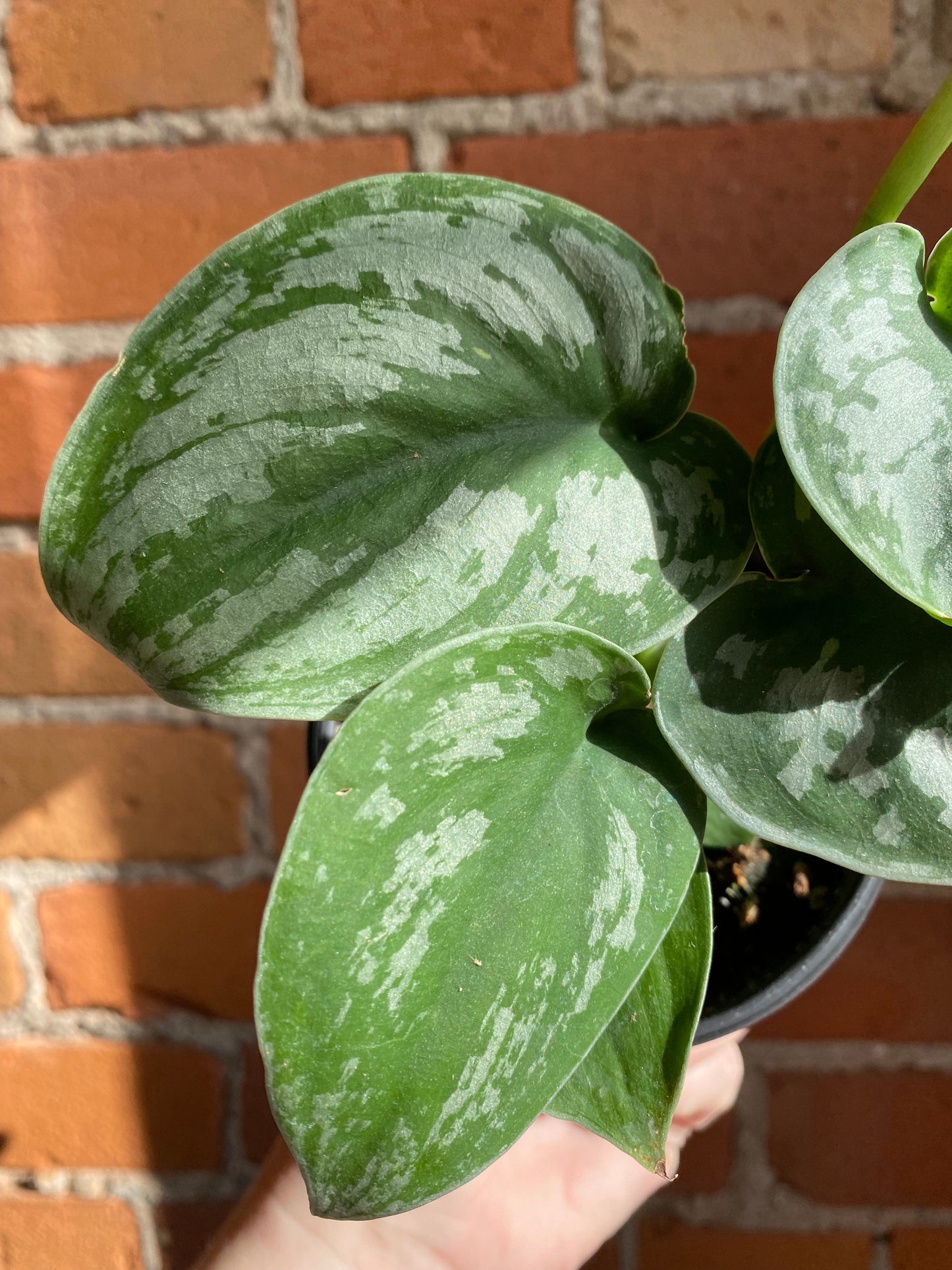 Plant Goals Plant Shop 4" Scindapsus Pictus Exotica