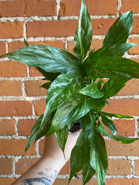 Plant Goals Plant Shop 4" Spathiphyllum Domino
