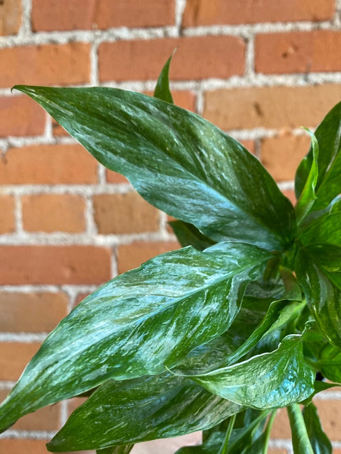 Plant Goals Plant Shop 4" Spathiphyllum Domino