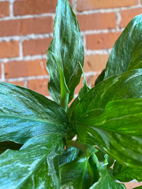 Plant Goals Plant Shop 4" Spathiphyllum Domino